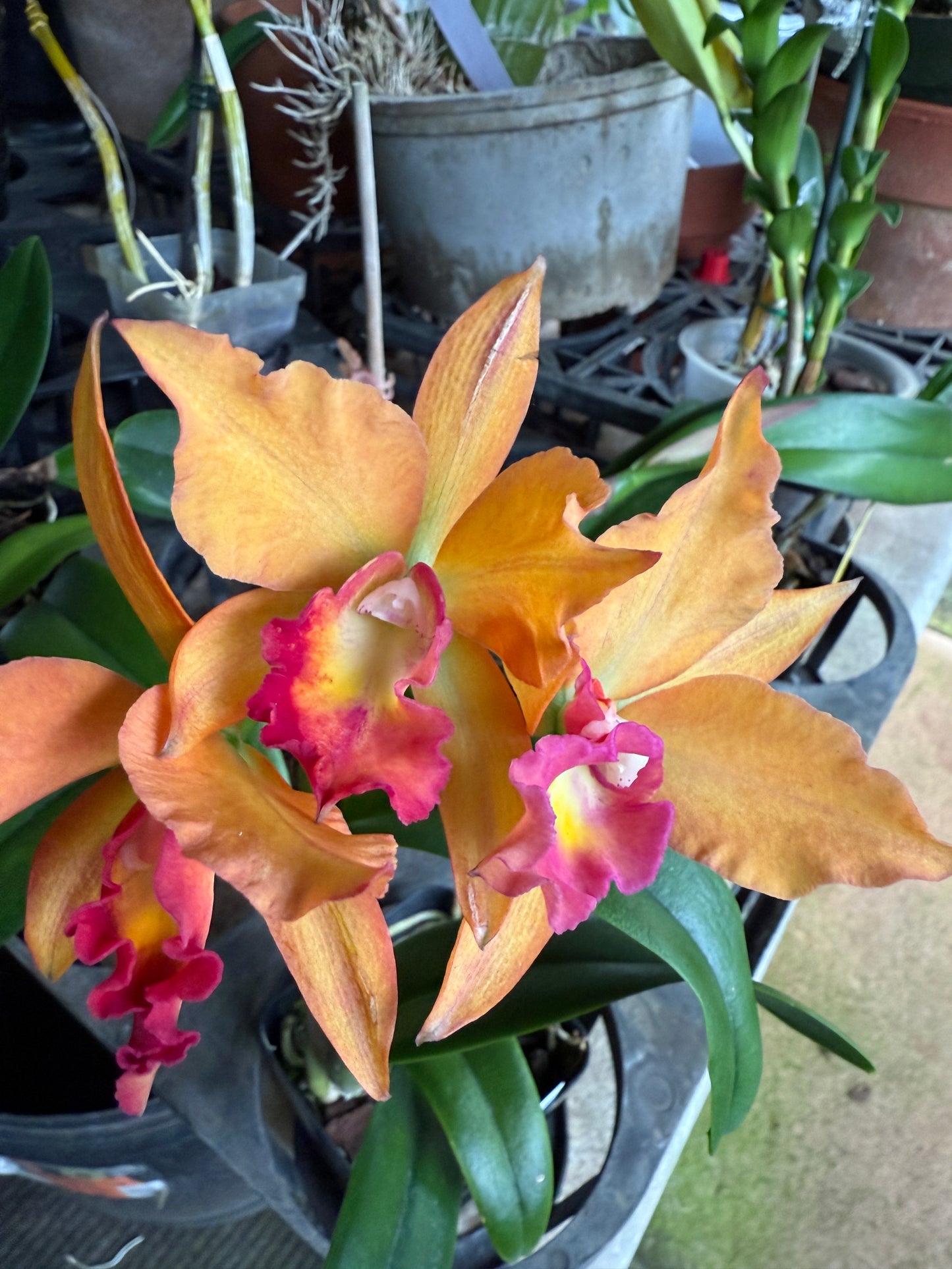 Pot. Jessie Sabo 'Paradise'