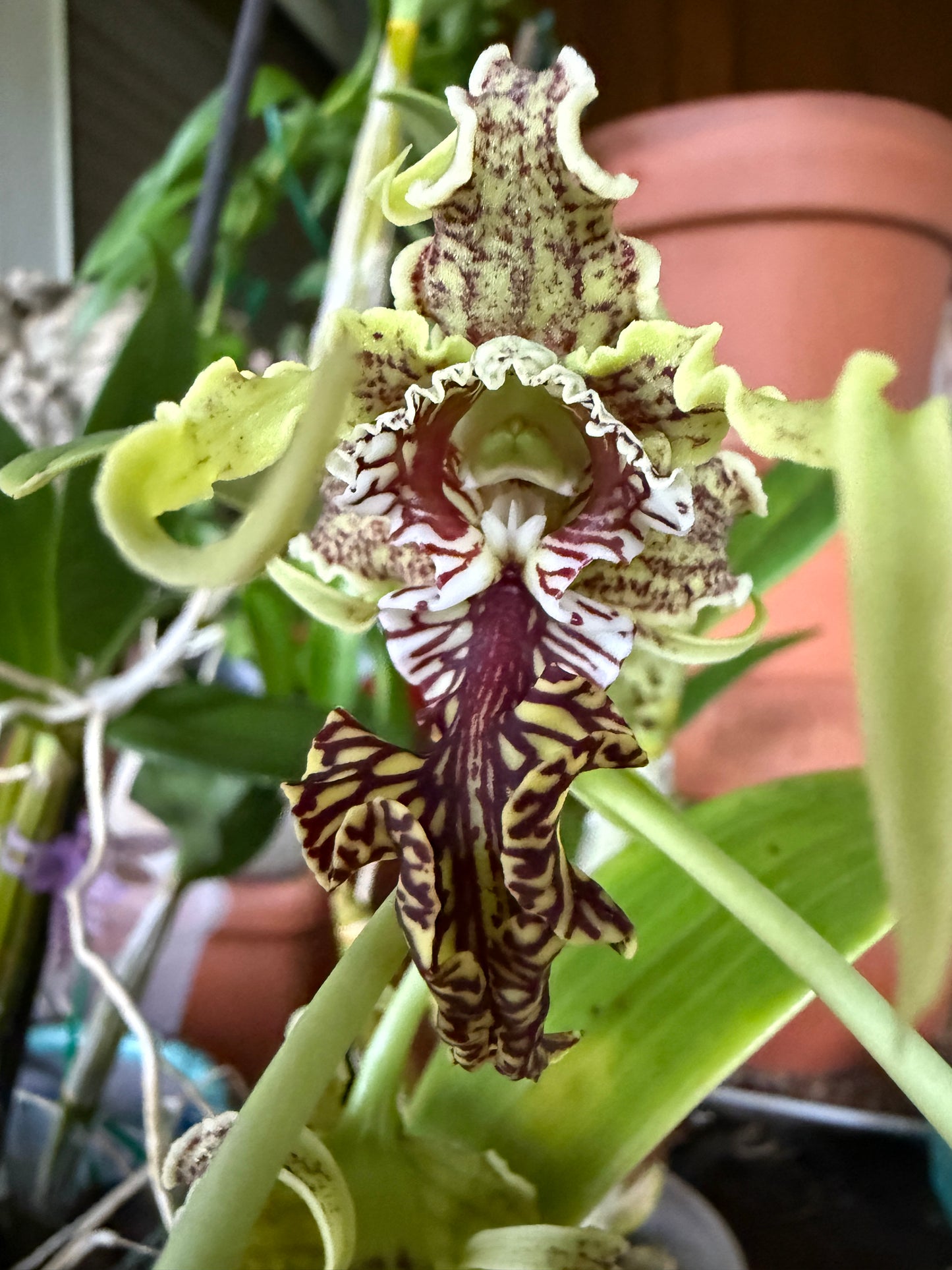 Den. spectabile (The Alien orchid) species