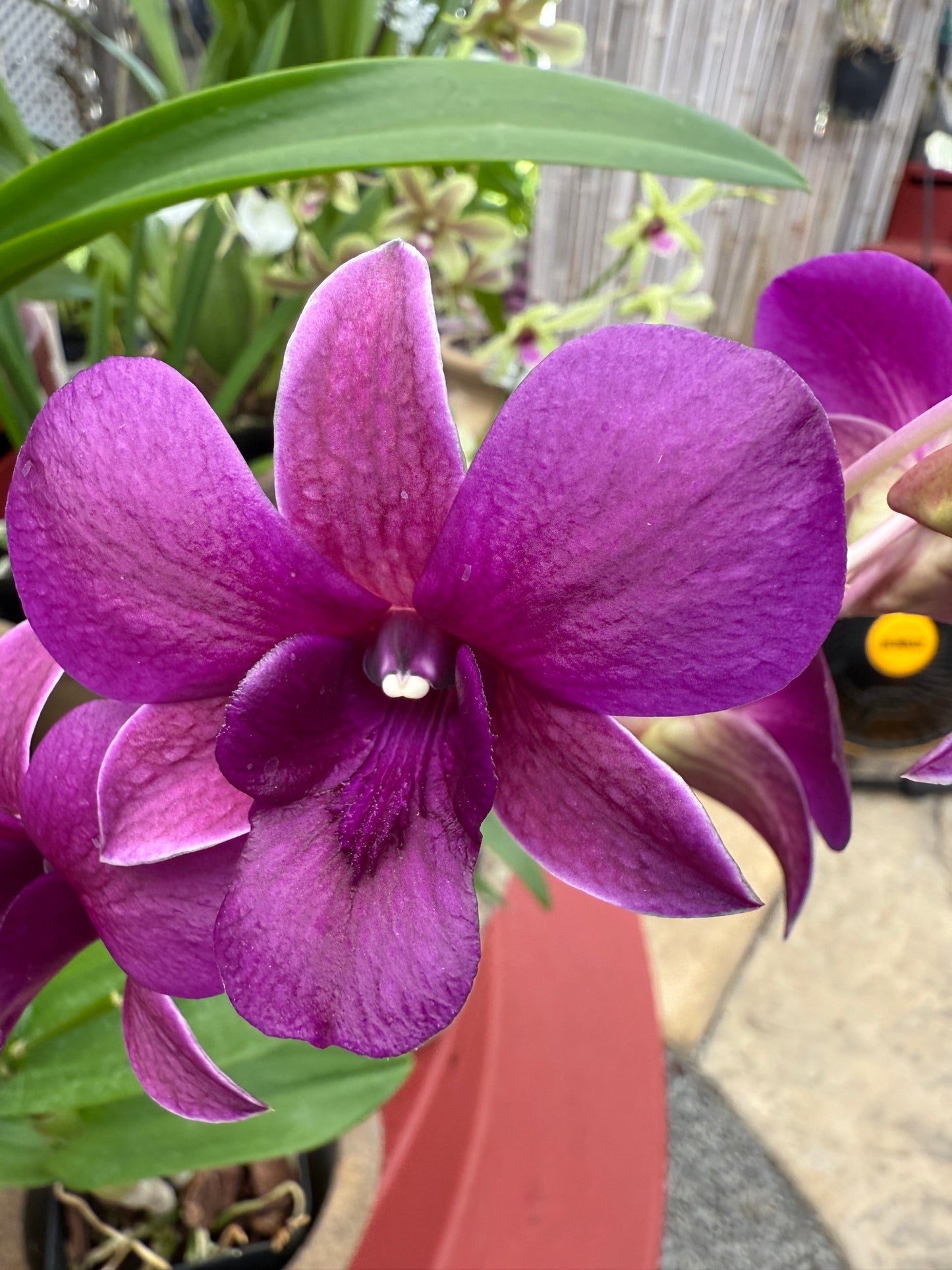 Dendrobium Blue Waxy orchid