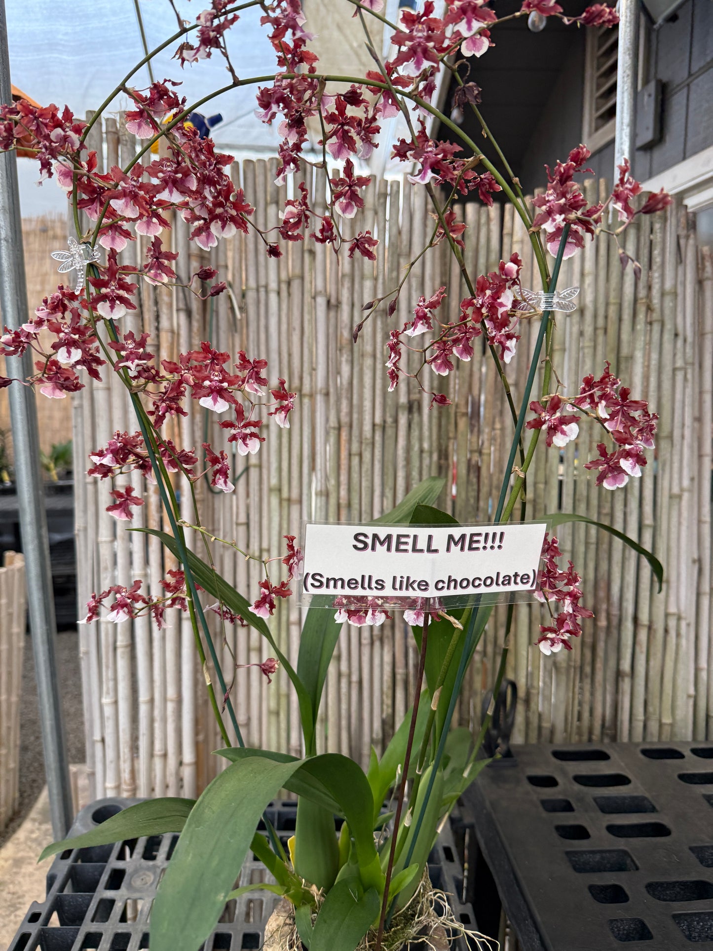 Chocolate Orchid Wreath (smells like chocolate)