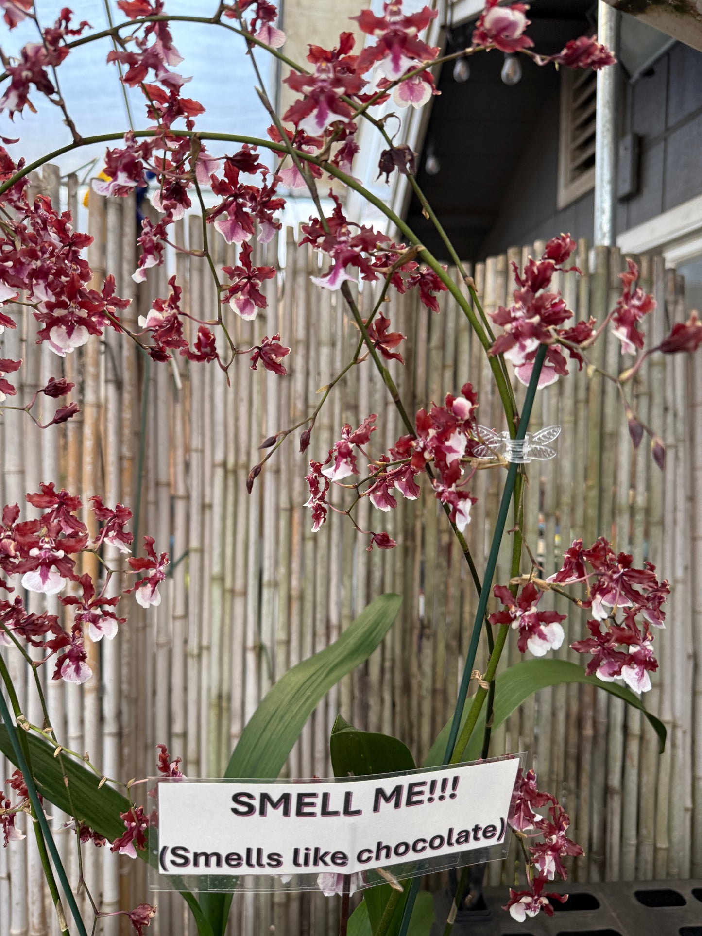 Chocolate Orchid Wreath (smells like chocolate)