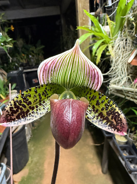Paph. Supersuk ‘Eureka’ AM/AOS Raisin Pie Hsinying’