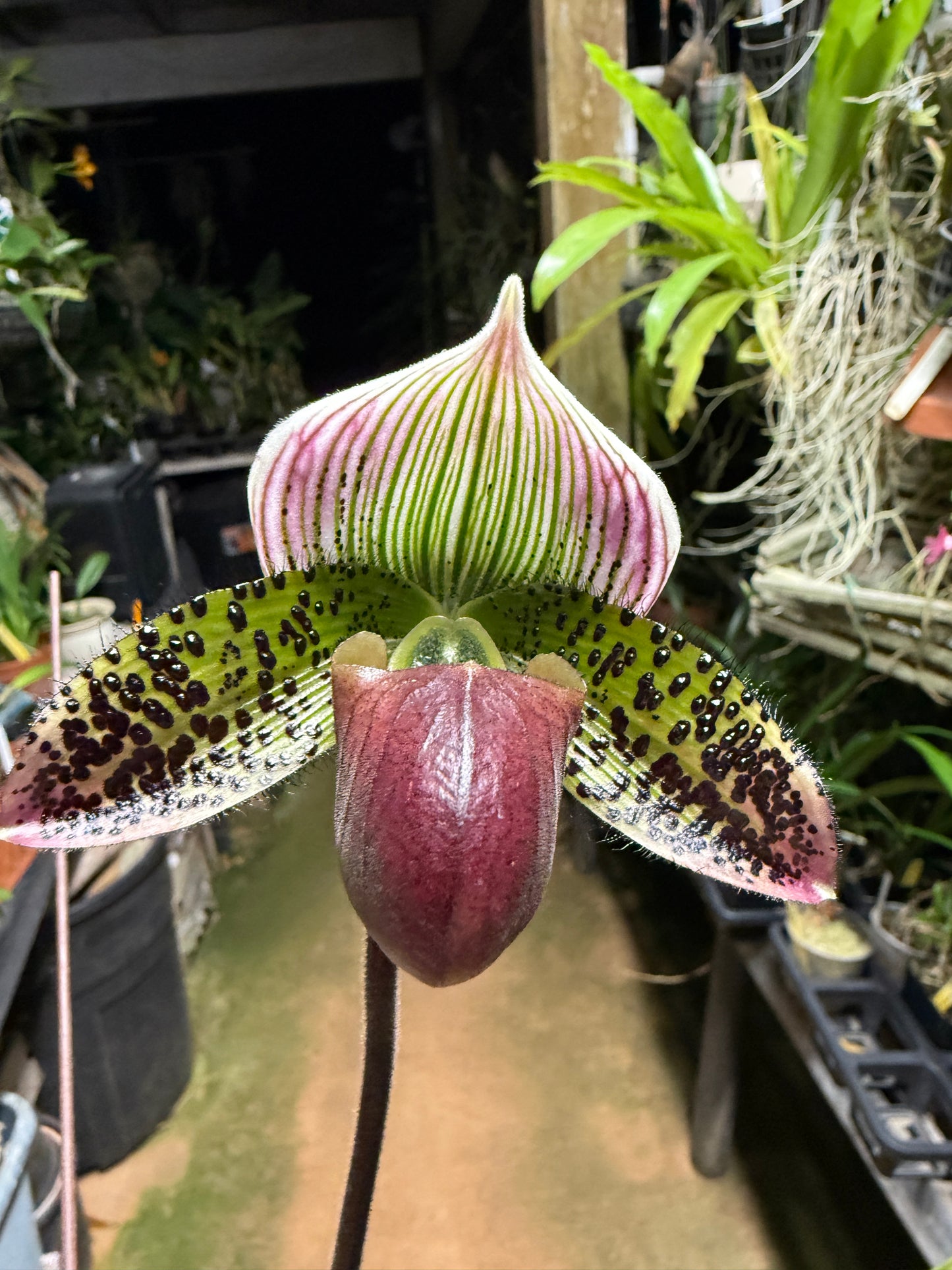 Paph. Supersuk ‘Eureka’ AM/AOS Raisin Pie Hsinying’