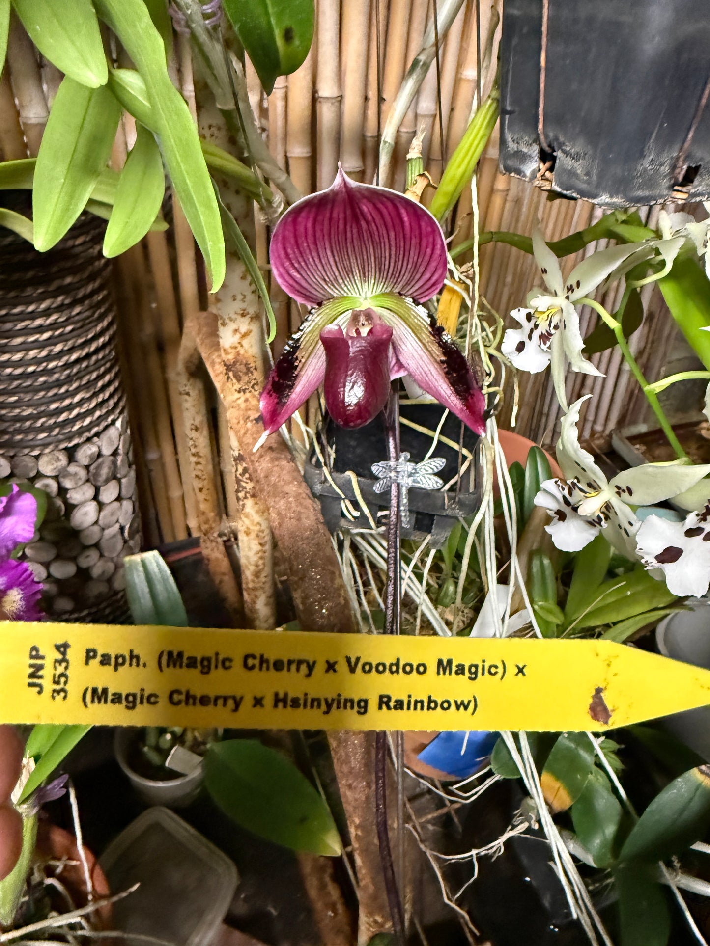 Paph. (M. Cherry x Voodoo M.) x Cherry