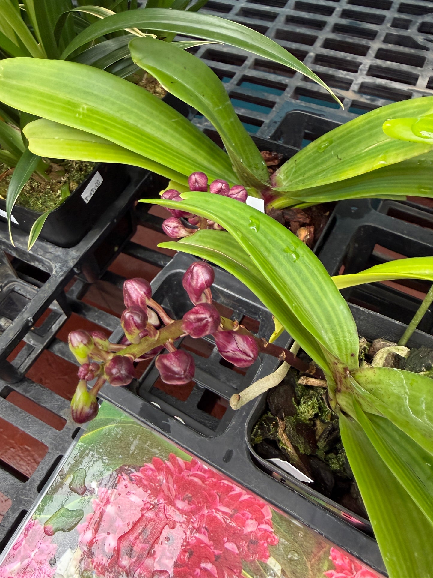 Rhynchostylis gigantea red fragrant orchid