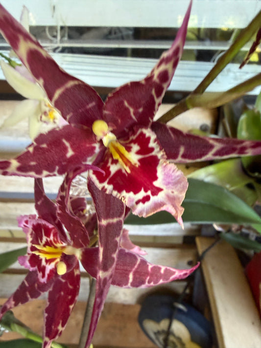 Aliceara Stellar 'Hoku' orchid
