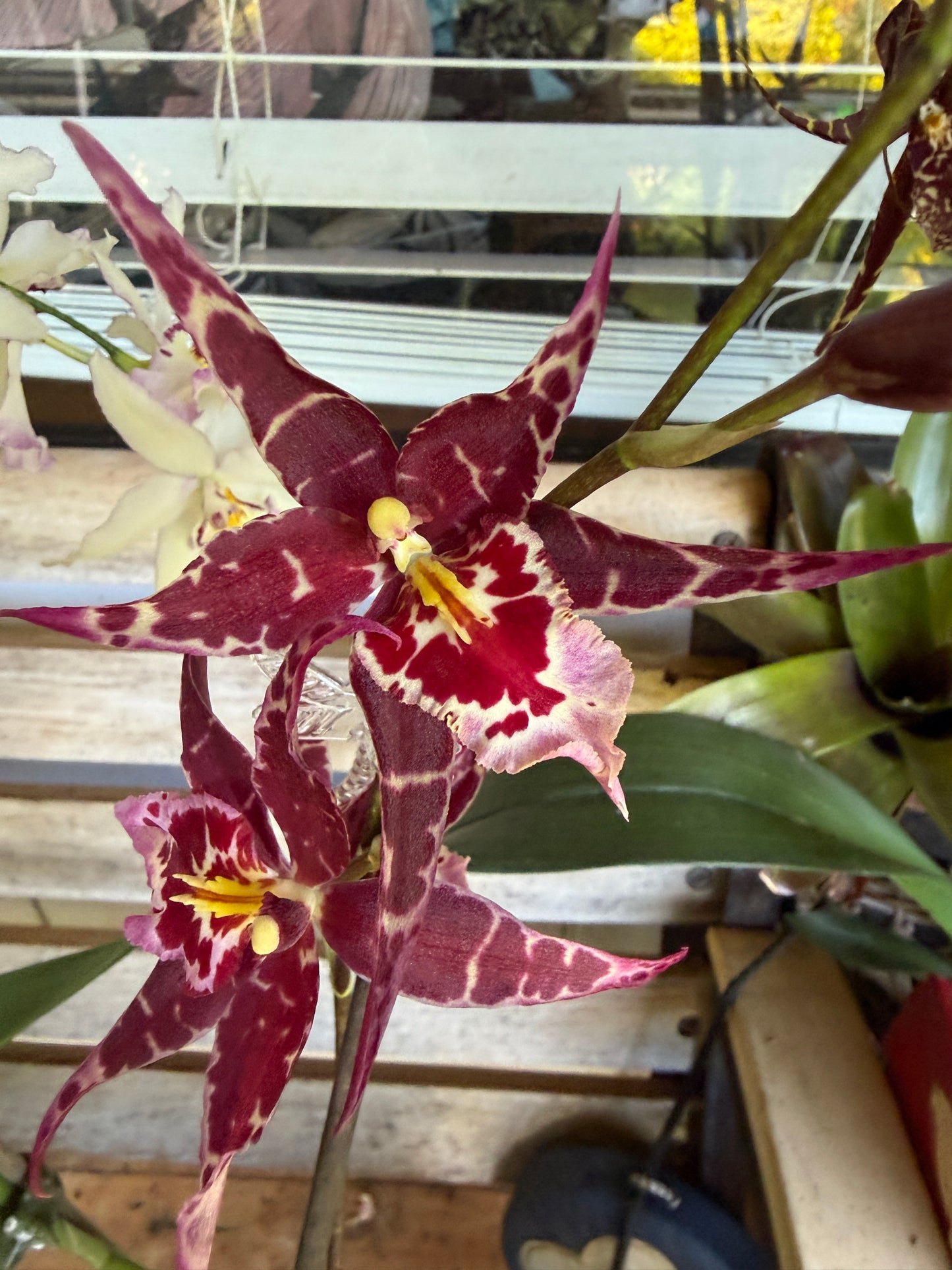Aliceara Stellar 'Hoku' orchid