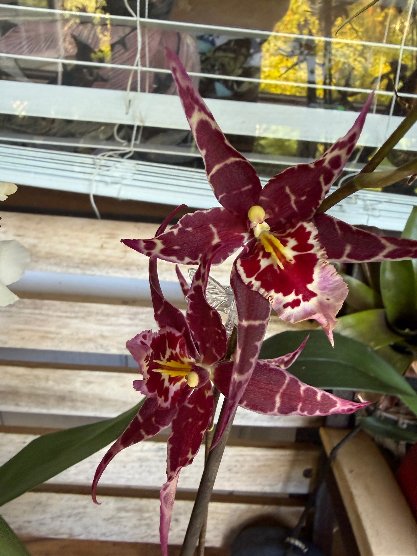 Aliceara Stellar 'Hoku' orchid