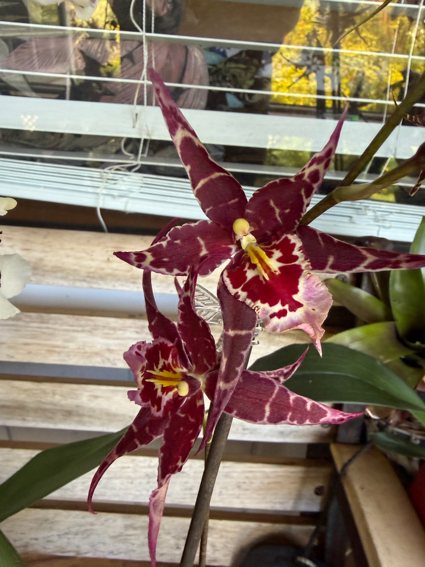 Aliceara Stellar 'Hoku' orchid