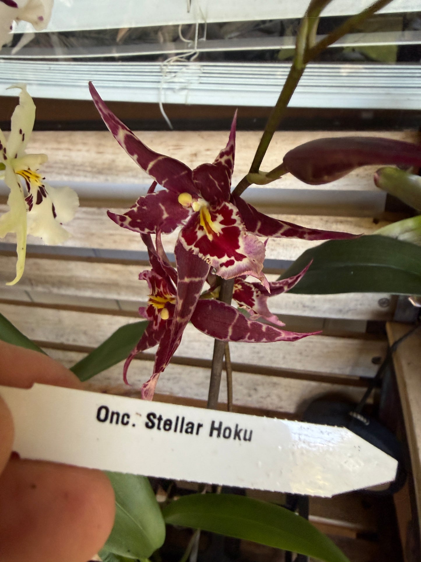 Aliceara Stellar 'Hoku' orchid