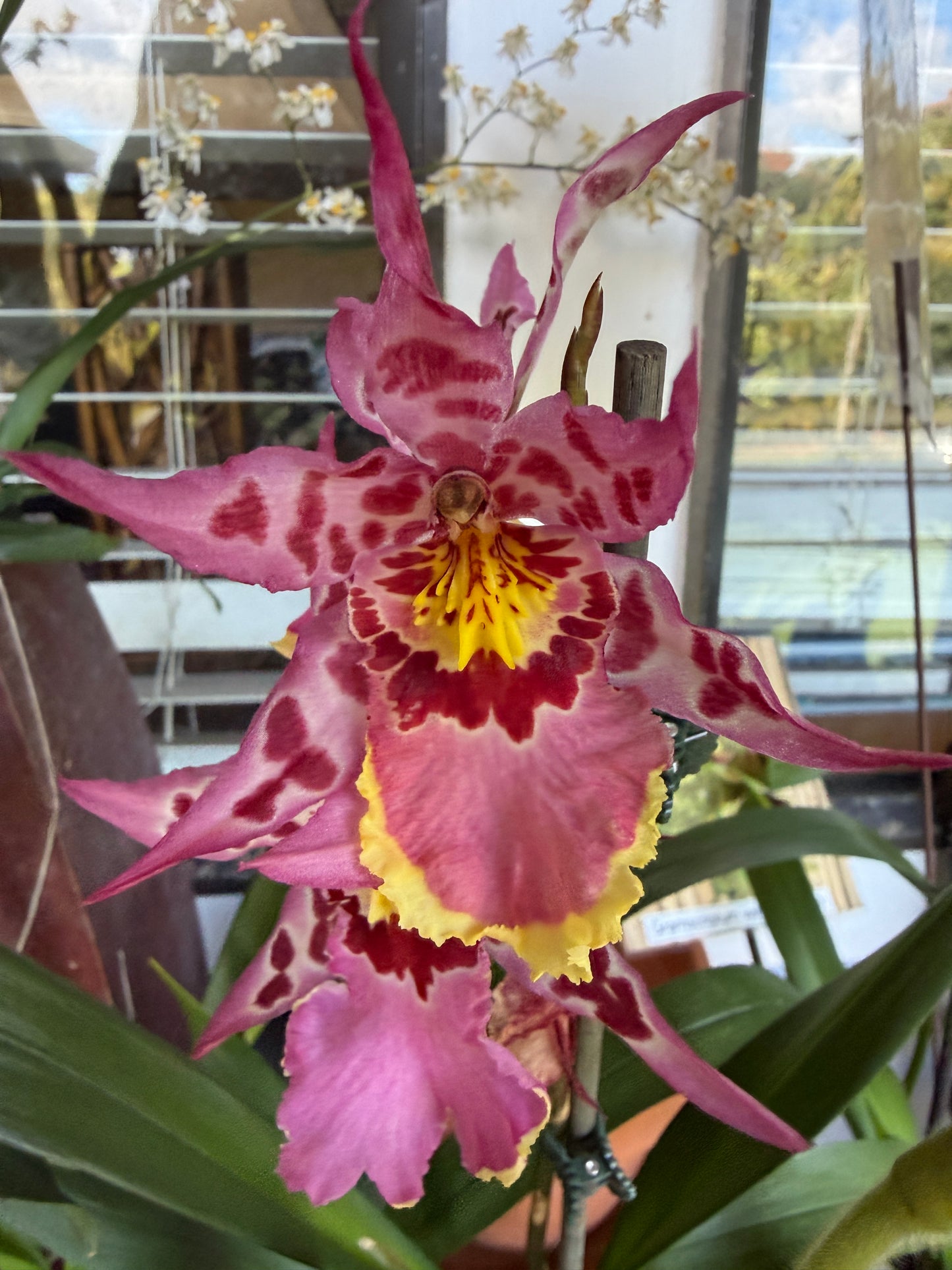 Alcra. Vivacious 'Partytime' orchid