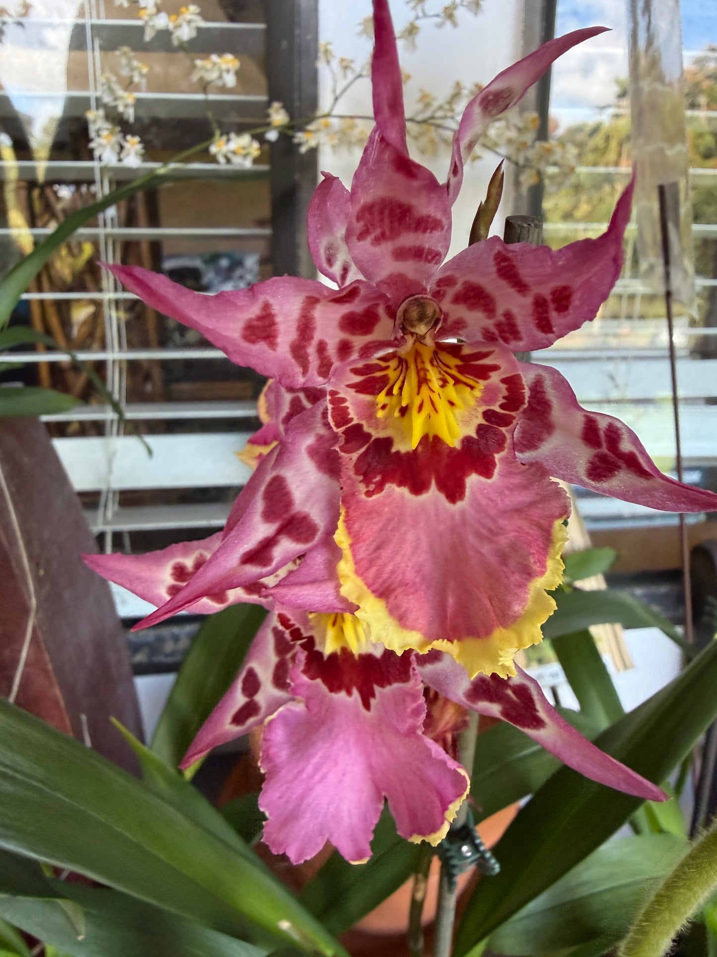 Alcra. Vivacious 'Partytime' orchid