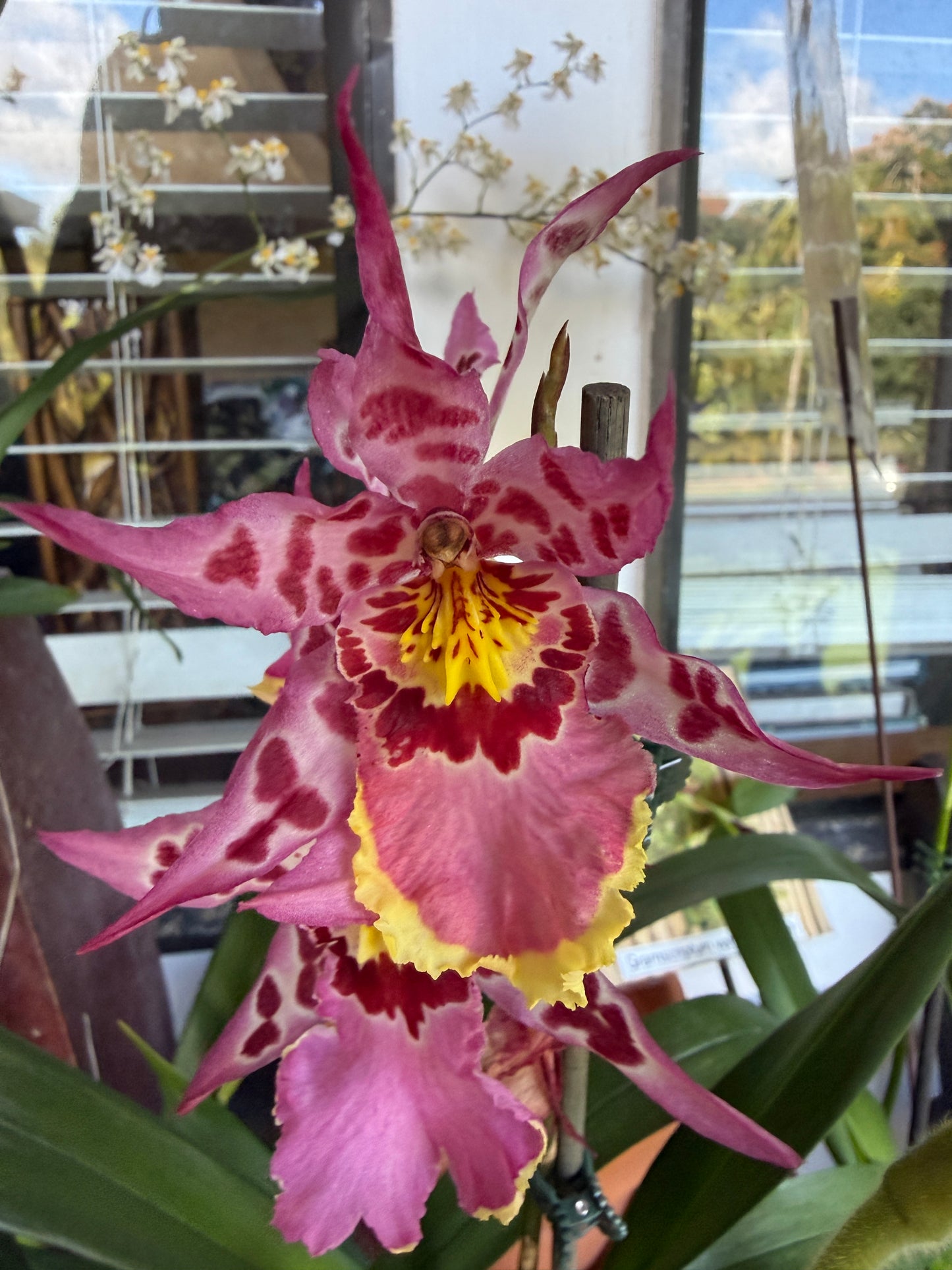 Alcra. Vivacious 'Partytime' orchid