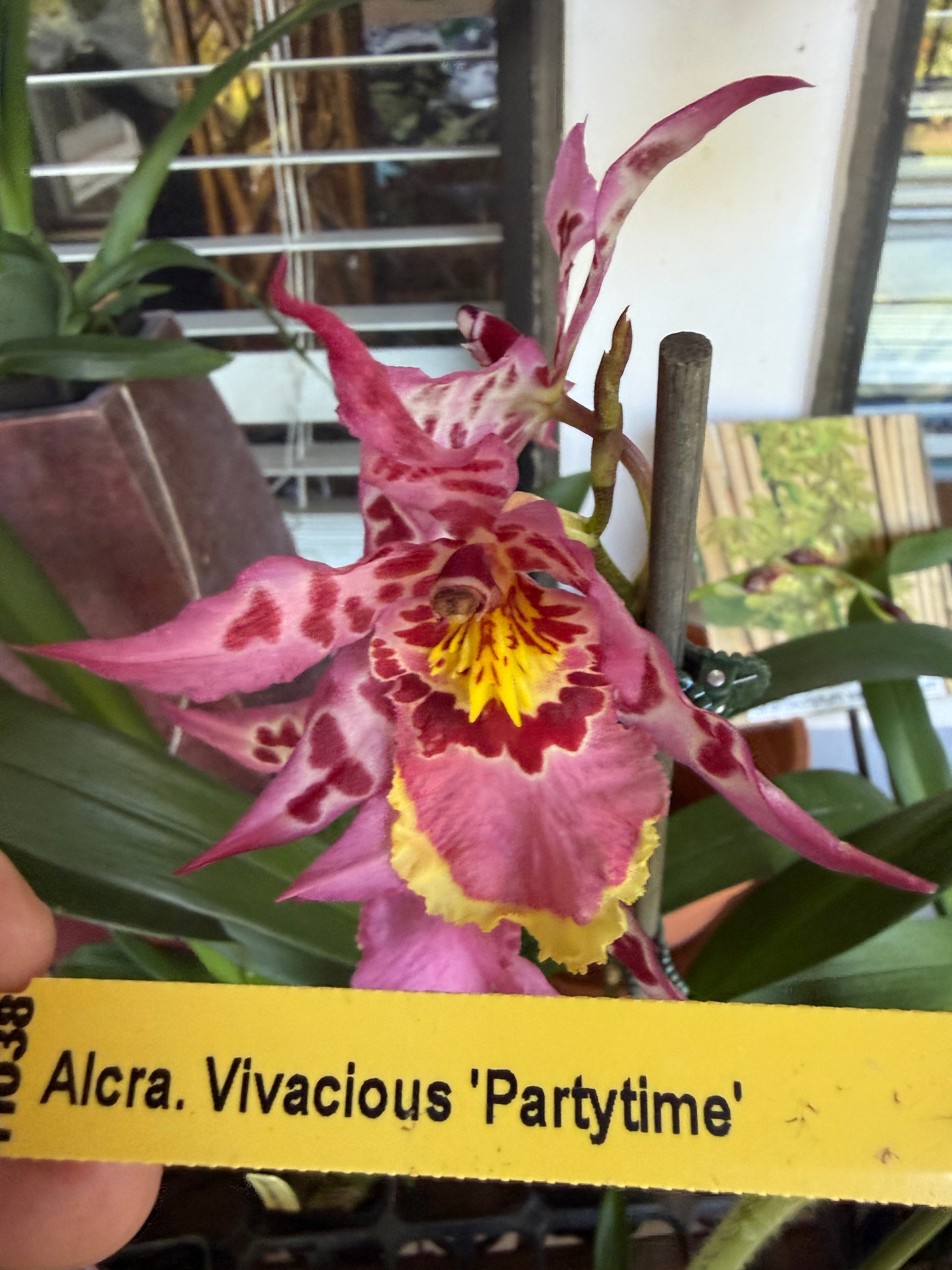 Alcra. Vivacious 'Partytime' orchid