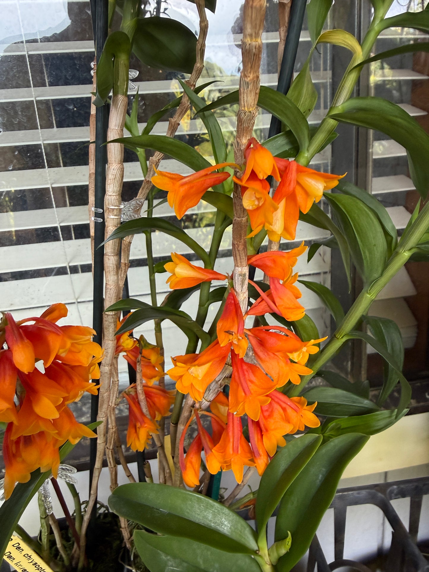 Den. chrysopterum x Den. lawesii 'Two Tone'