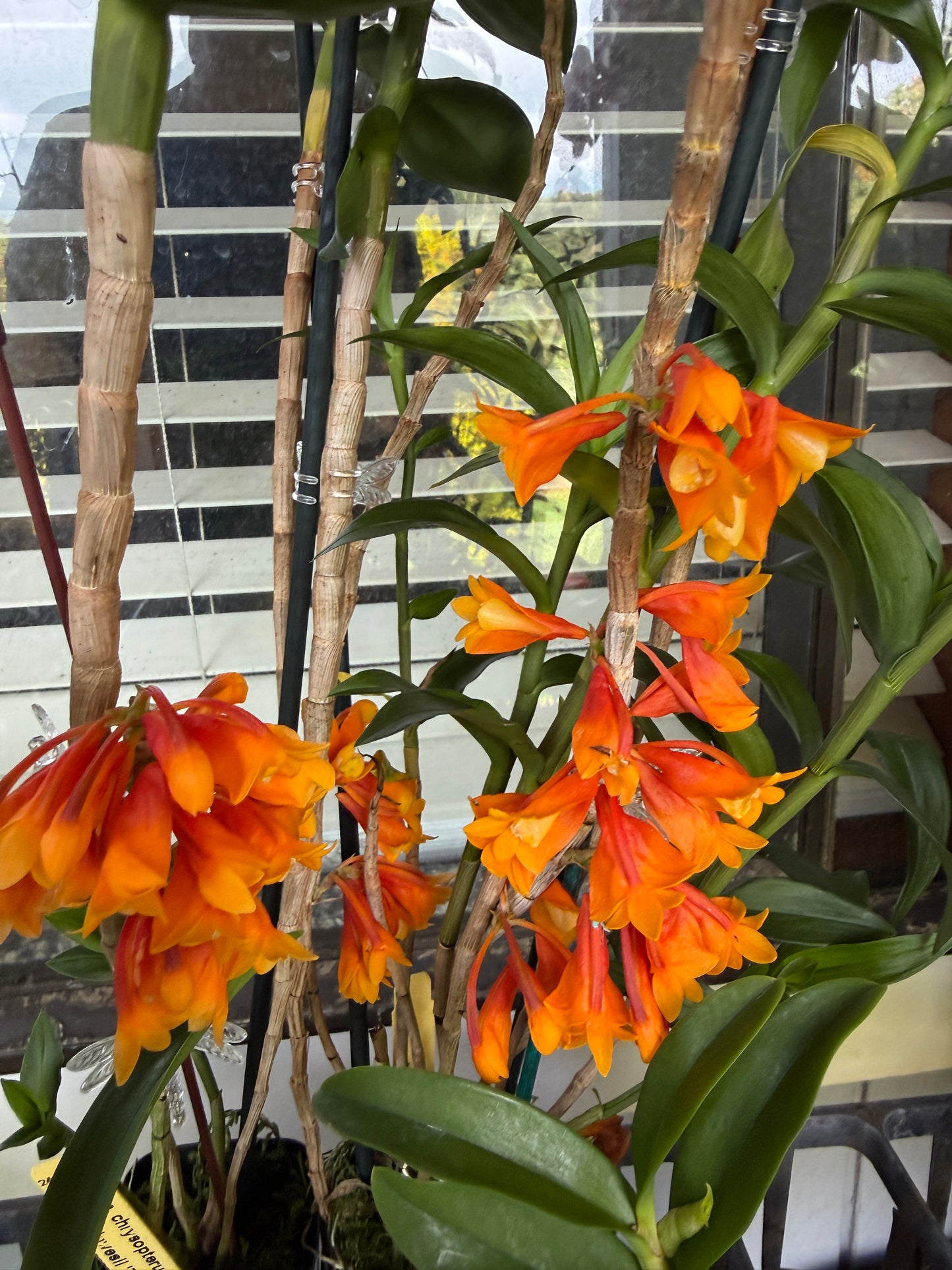 Den. chrysopterum x Den. lawesii 'Two Tone'