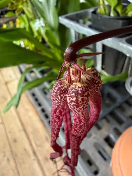 Bulb. treschii (similar to Blub. habrotinum)