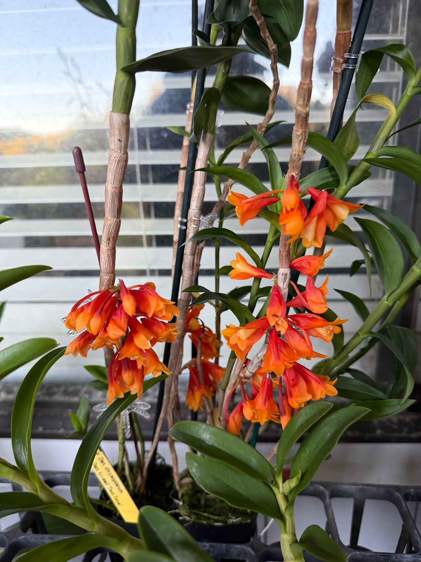 Den. chrysopterum x Den. lawesii 'Two Tone'
