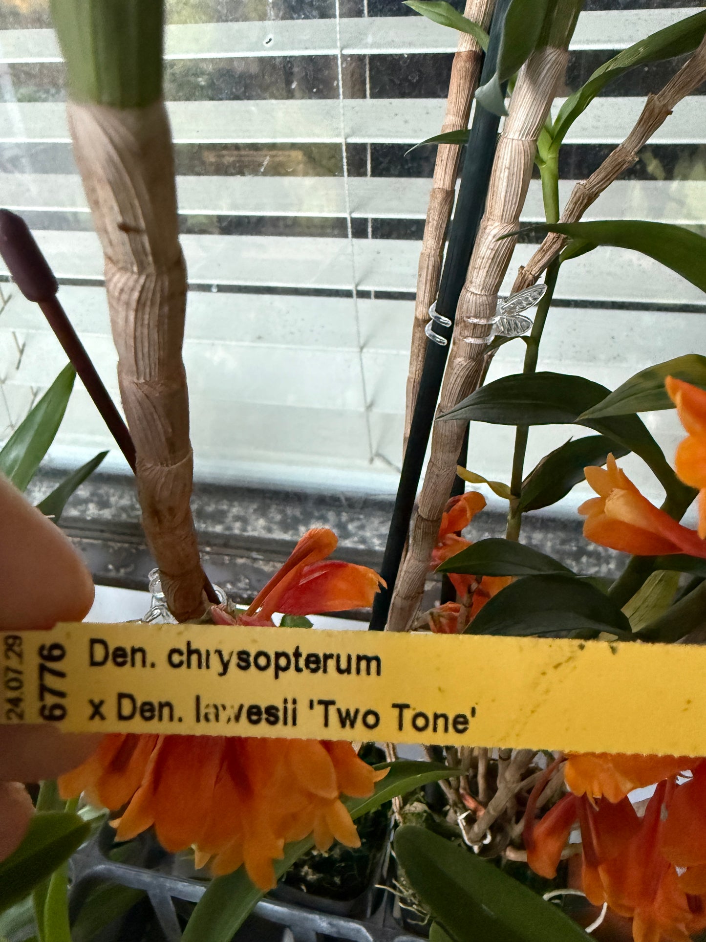 Den. chrysopterum x Den. lawesii 'Two Tone'