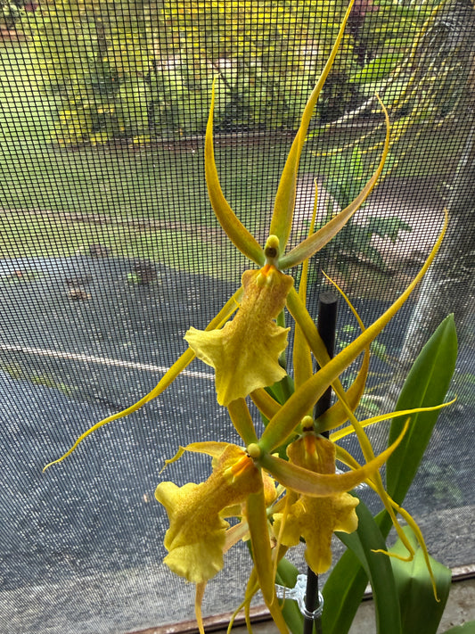 Bras. Tower of Rex 'Mr Green Jeans'