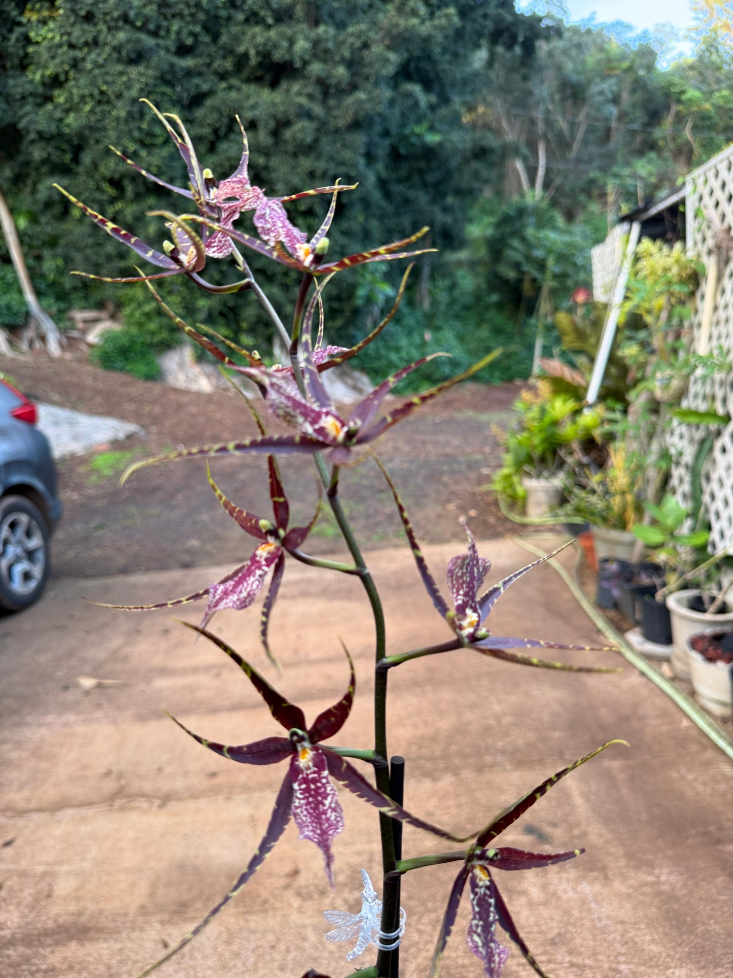 Whm. Pinot Princess ‘Scary’