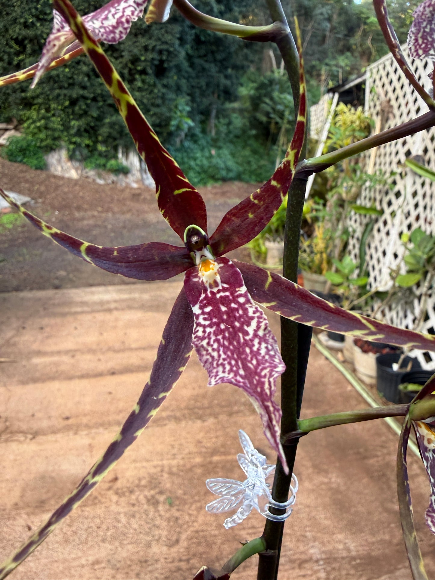 Whm. Pinot Princess ‘Scary’