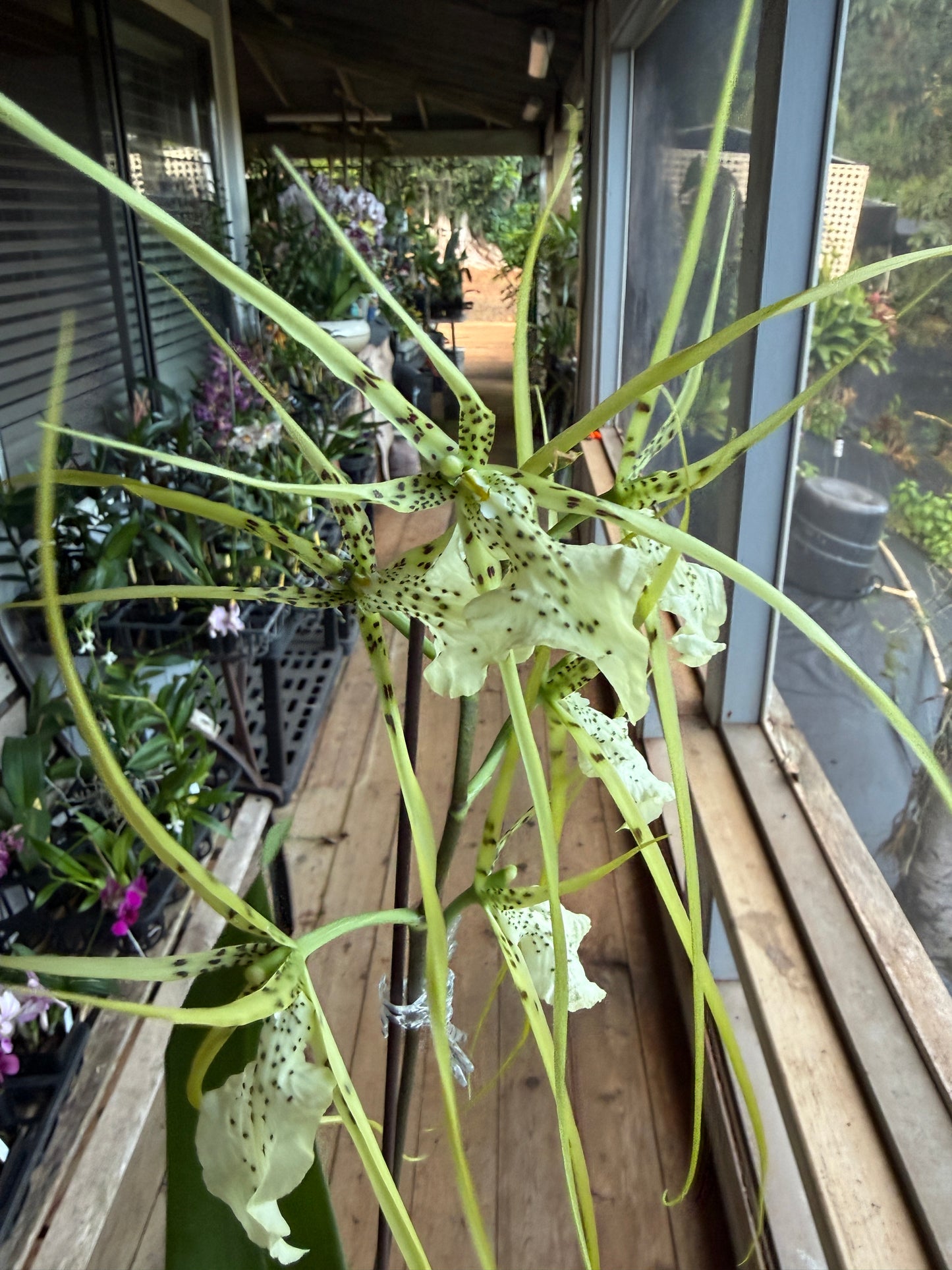 Brassia 'Yellow Spider'