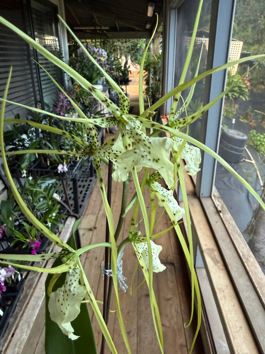 Brassia 'Yellow Spider'