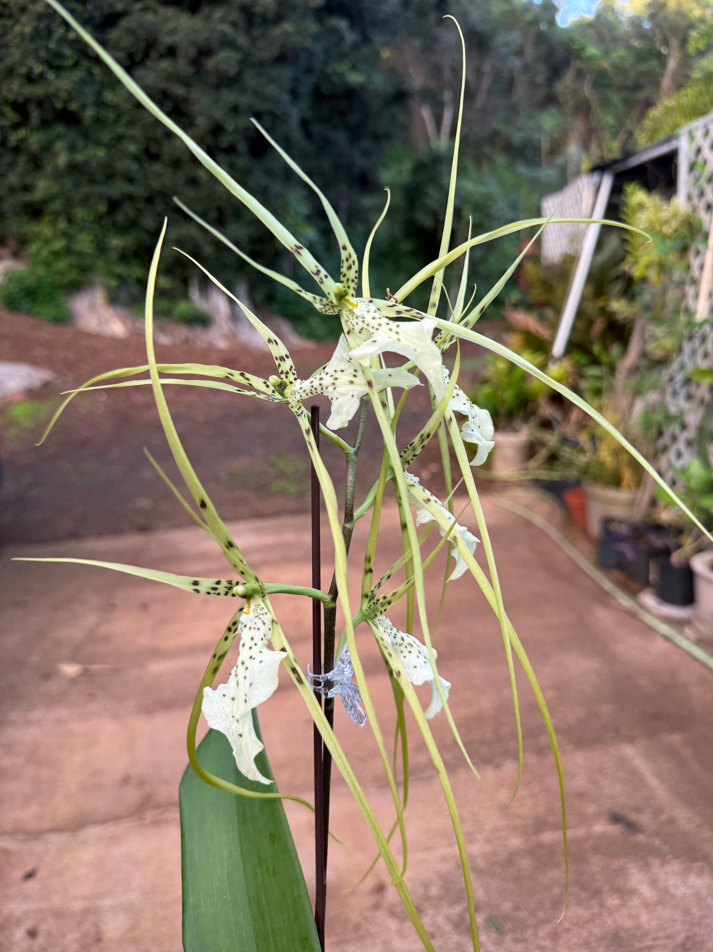 Brassia 'Yellow Spider'