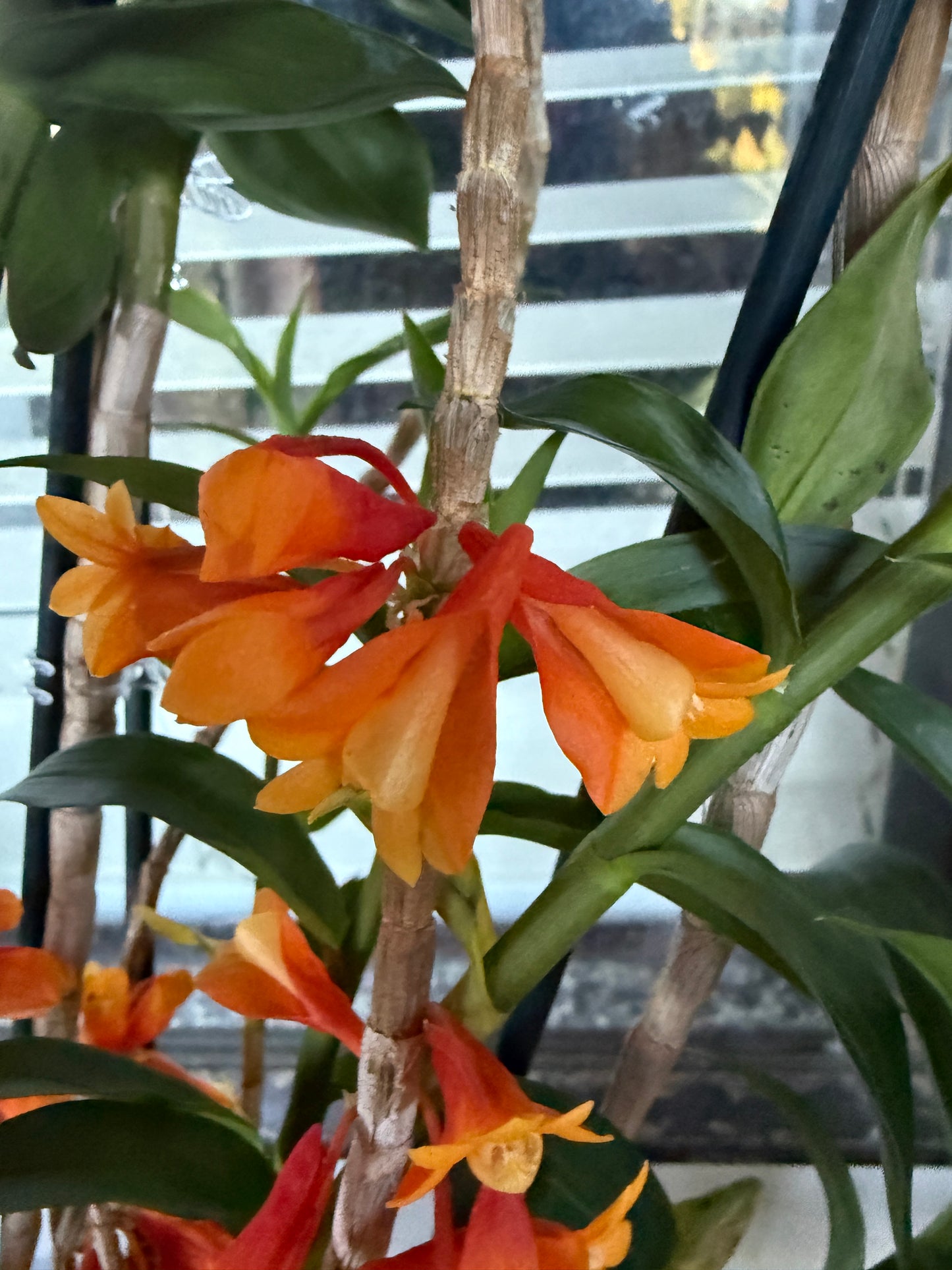 Den. chrysopterum x Den. lawesii 'Two Tone'