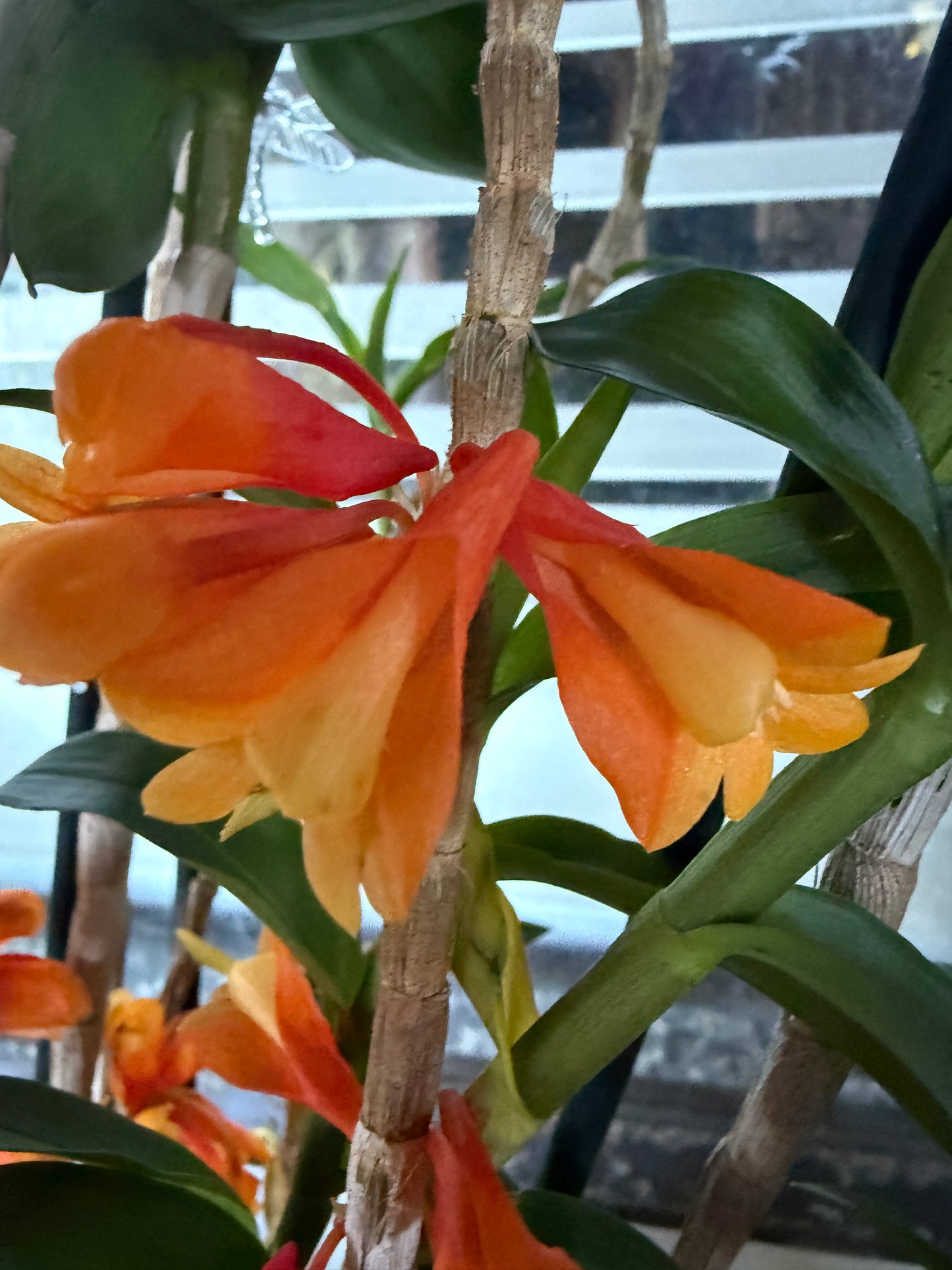 Den. chrysopterum x Den. lawesii 'Two Tone'