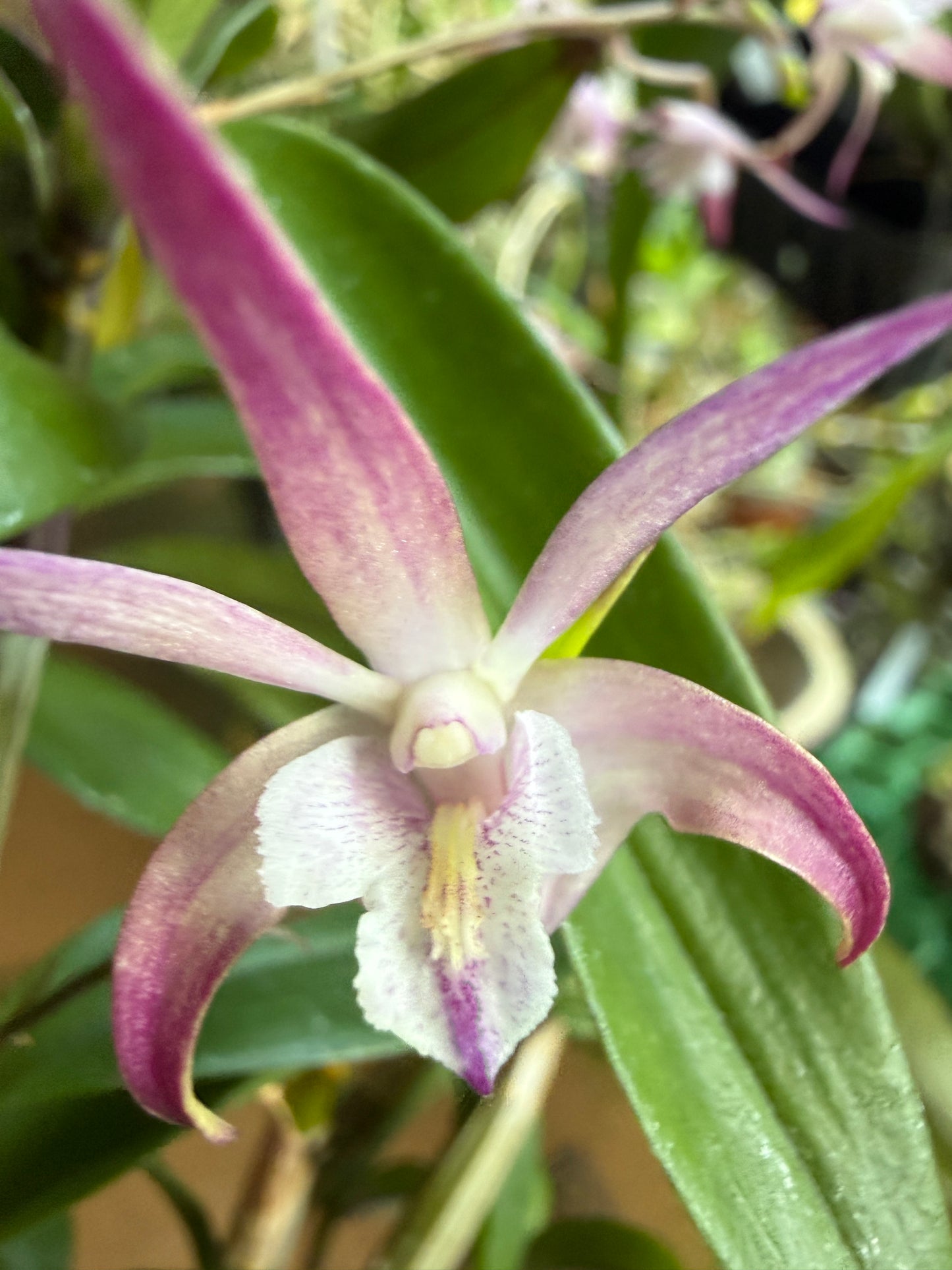 Den. Ellen Australian Dendrobium (Kingianum x Tetragonium)(Rare)