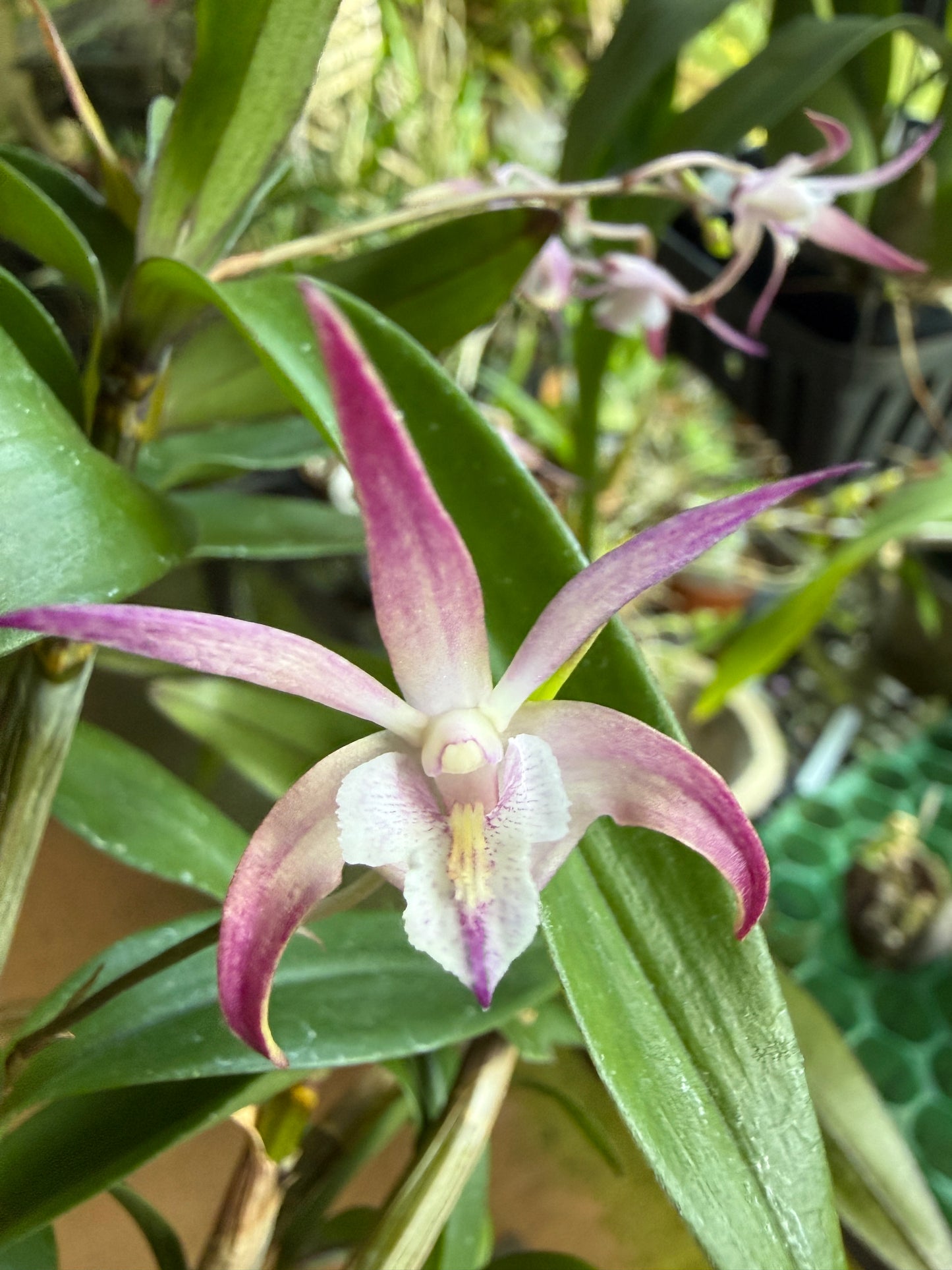 Den. Ellen Australian Dendrobium (Kingianum x Tetragonium)(Rare)