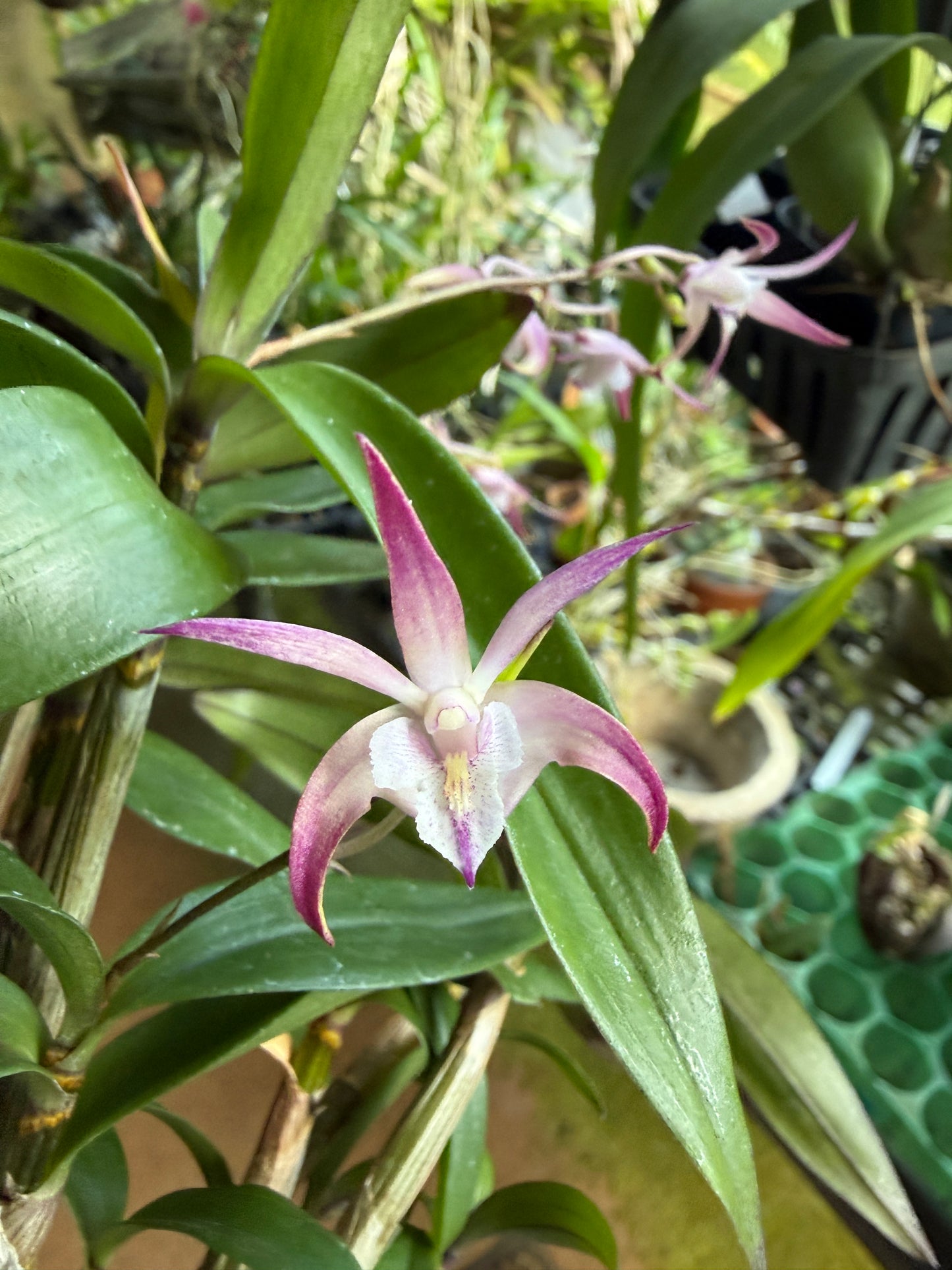 Den. Ellen Australian Dendrobium (Kingianum x Tetragonium)(Rare)
