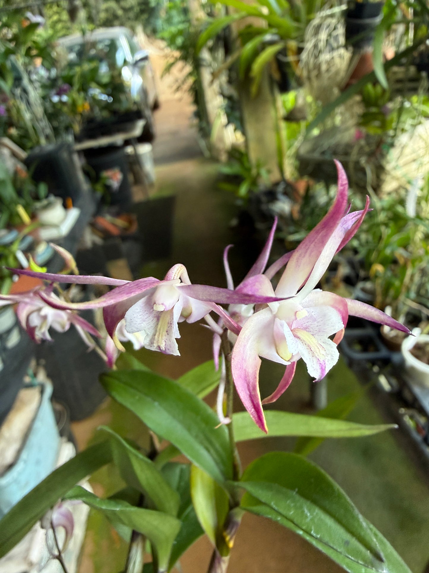 Den. Ellen Australian Dendrobium (Kingianum x Tetragonium)(Rare)