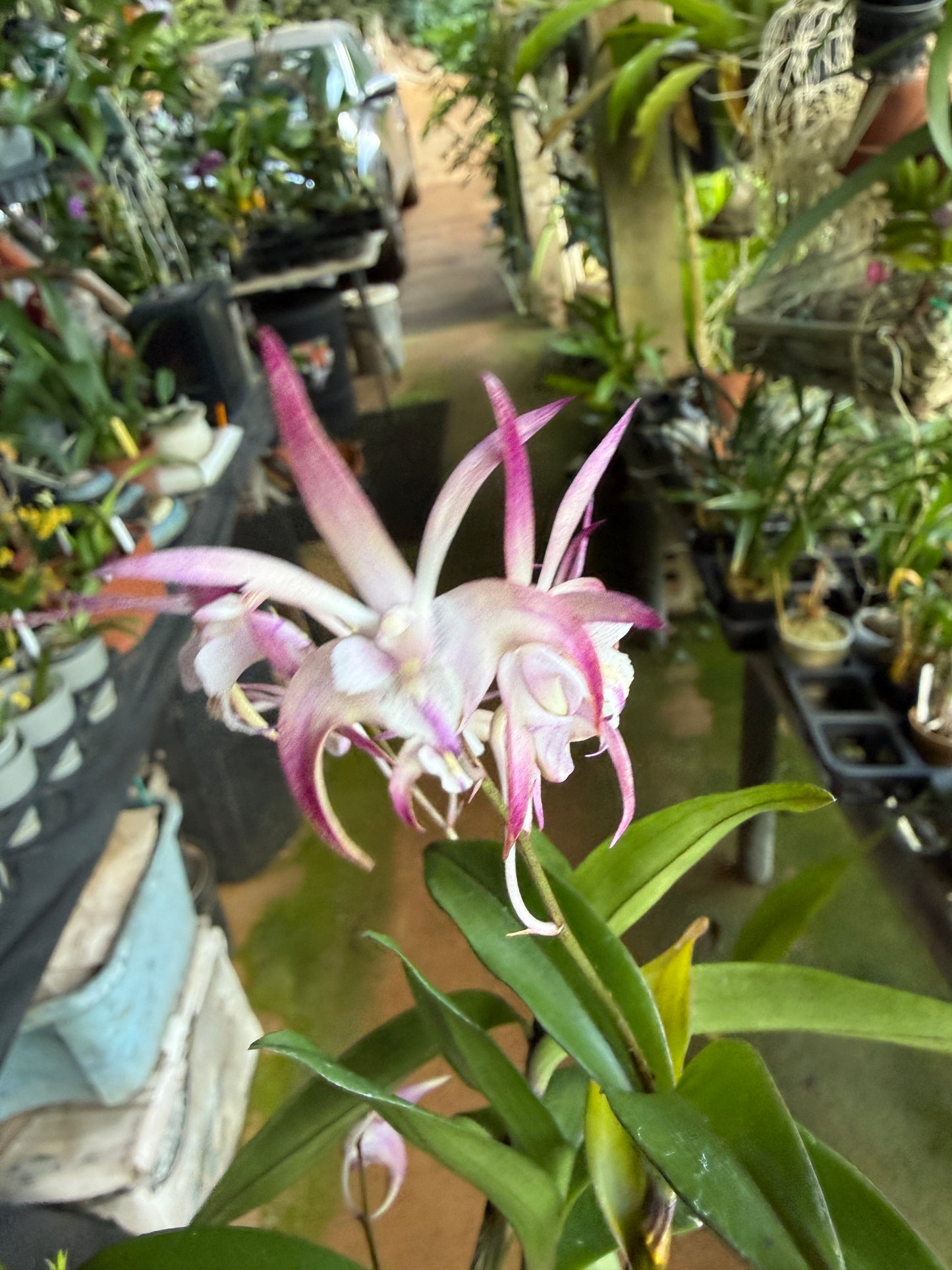 Den. Ellen Australian Dendrobium (Kingianum x Tetragonium)(Rare)