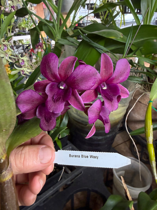 Dendrobium Blue Waxy orchid (Copy)