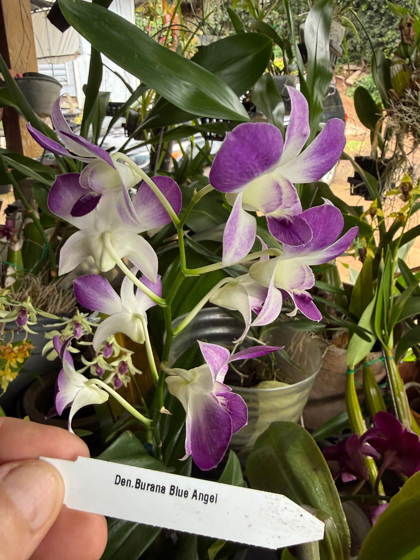Dendrobium Blue Angel orchid