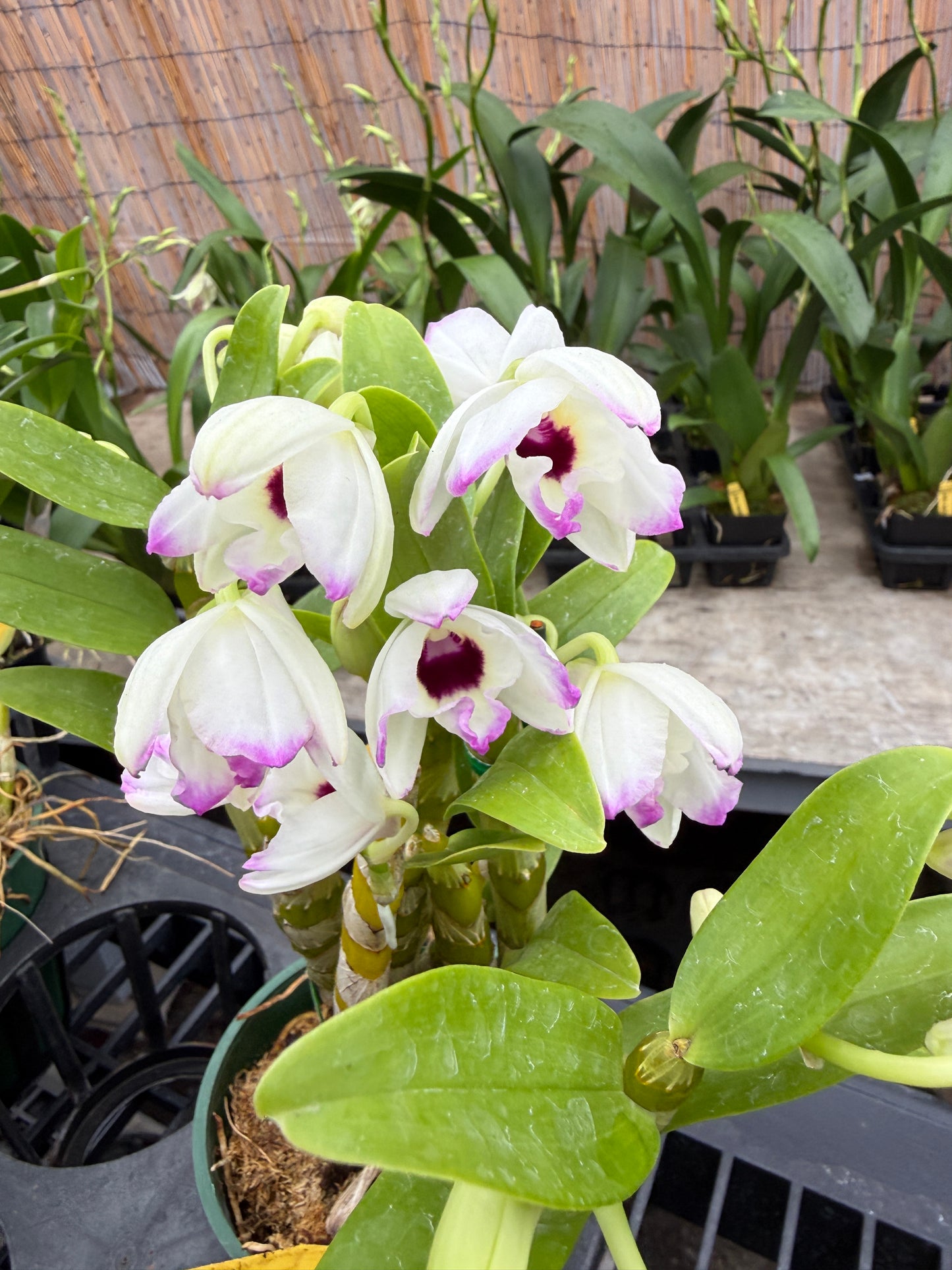 Dendrobium Nobile - Growers Choice White, Lavender, pink-fragrant