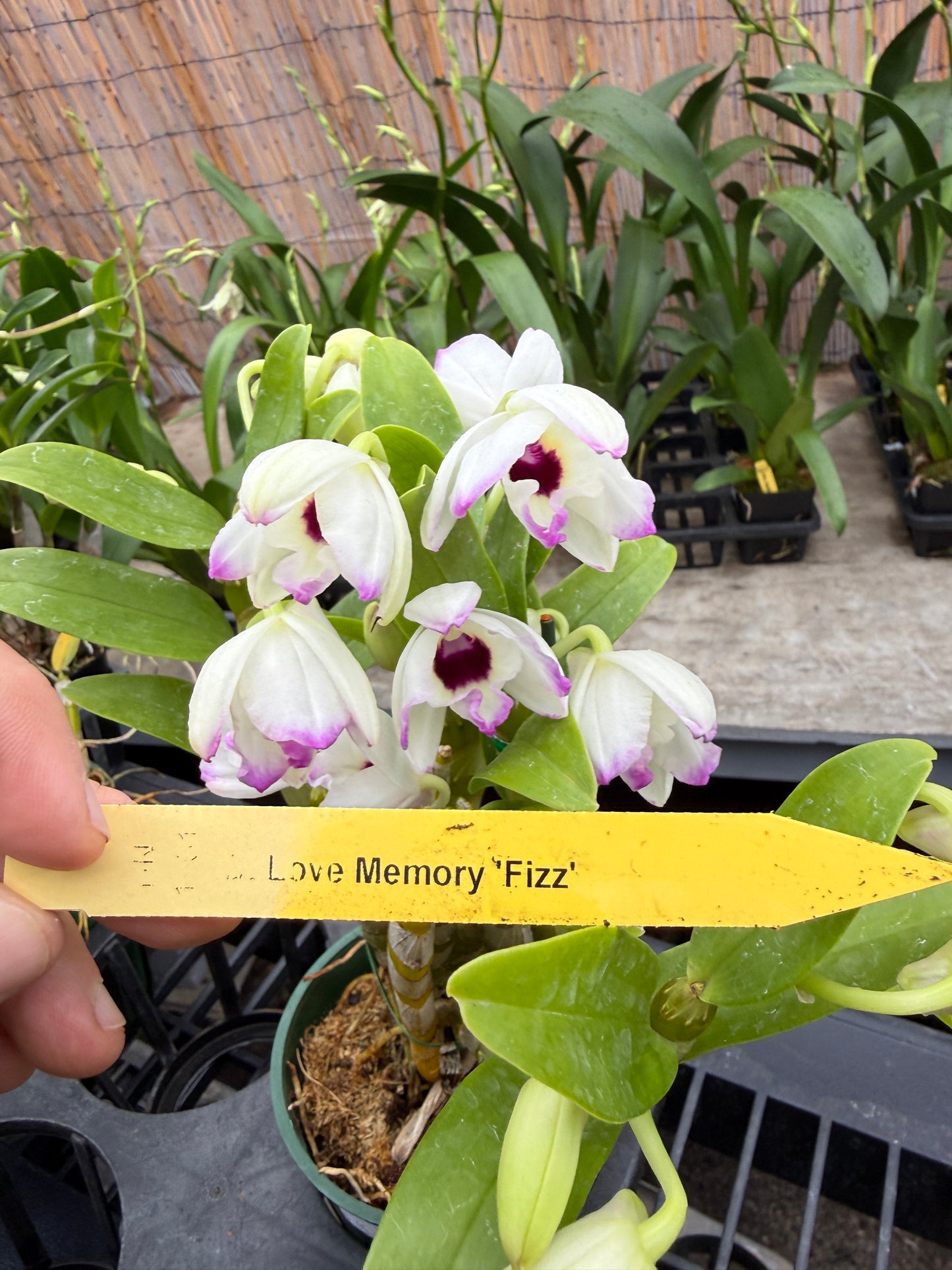 Dendrobium Nobile - Growers Choice White, Lavender, pink-fragrant