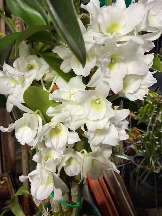Den. Spring Dream 'Apollon' orchid