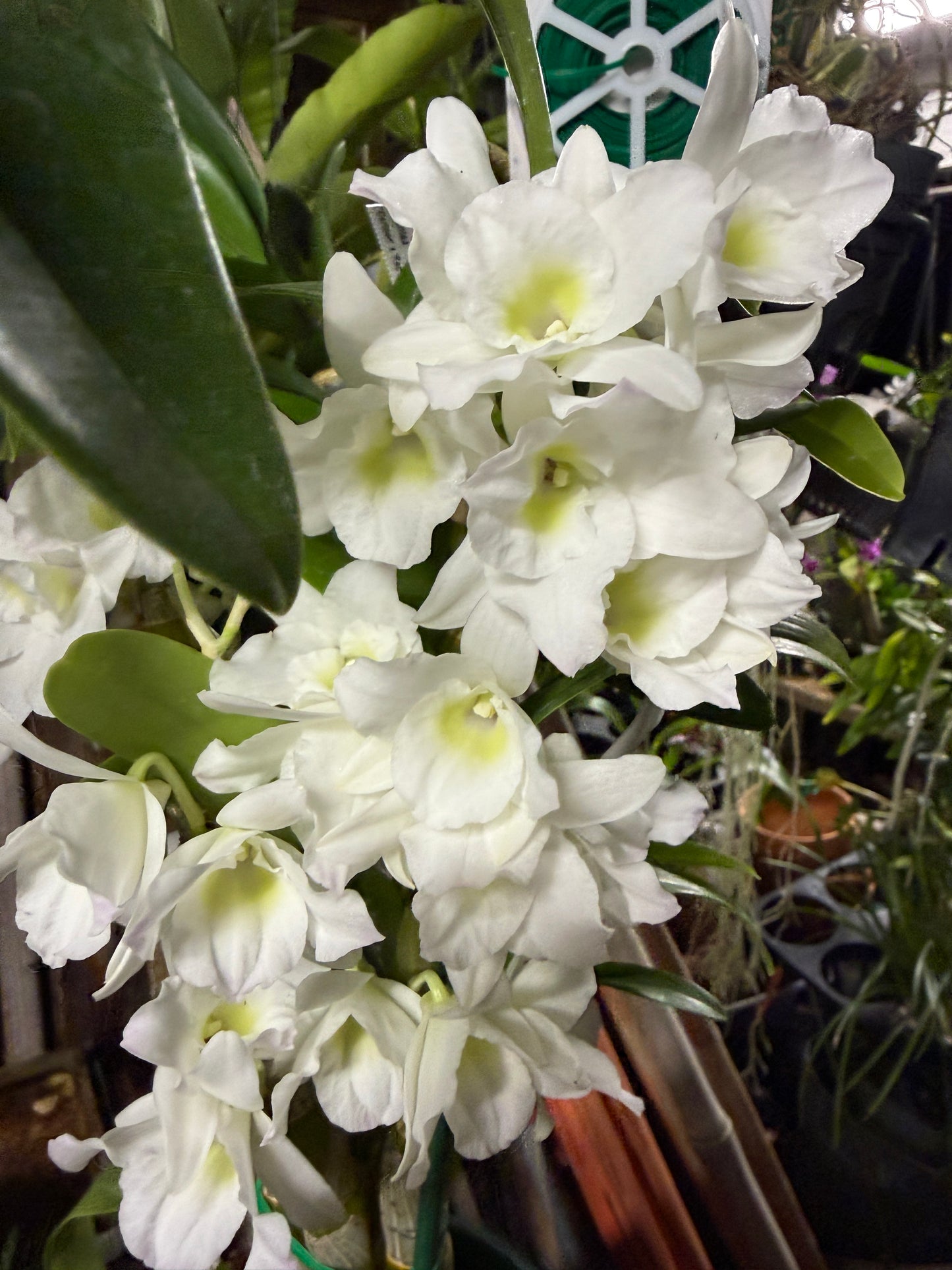 Den. Spring Dream 'Apollon' orchid