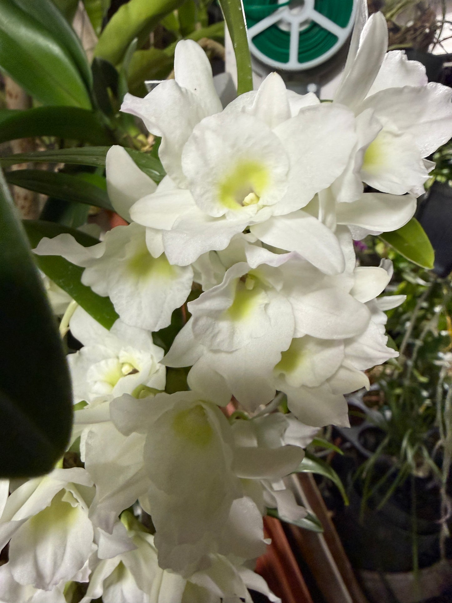 Den. Spring Dream 'Apollon' orchid