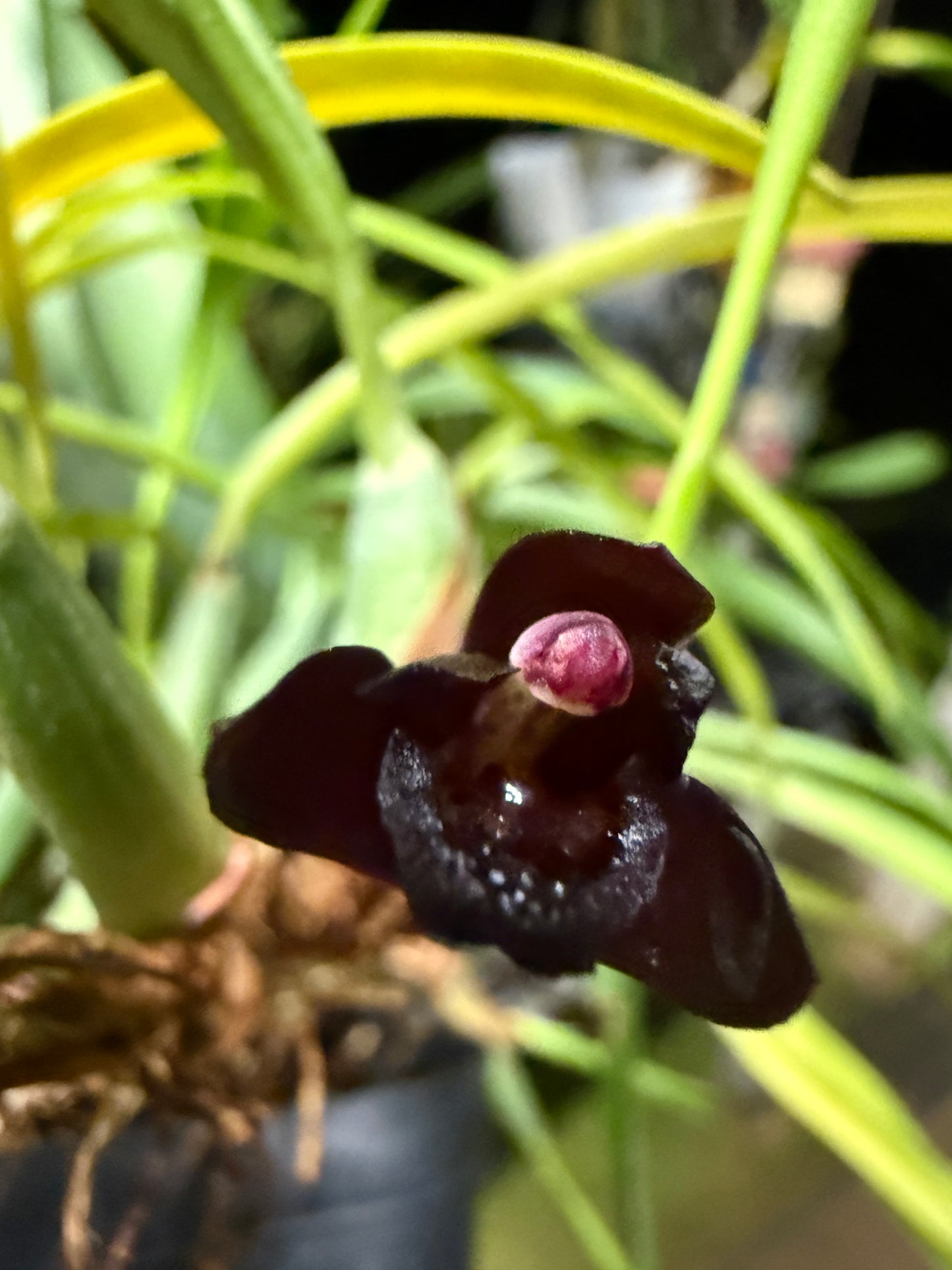 Maxillaria schunkeana The black maxillaria orchid