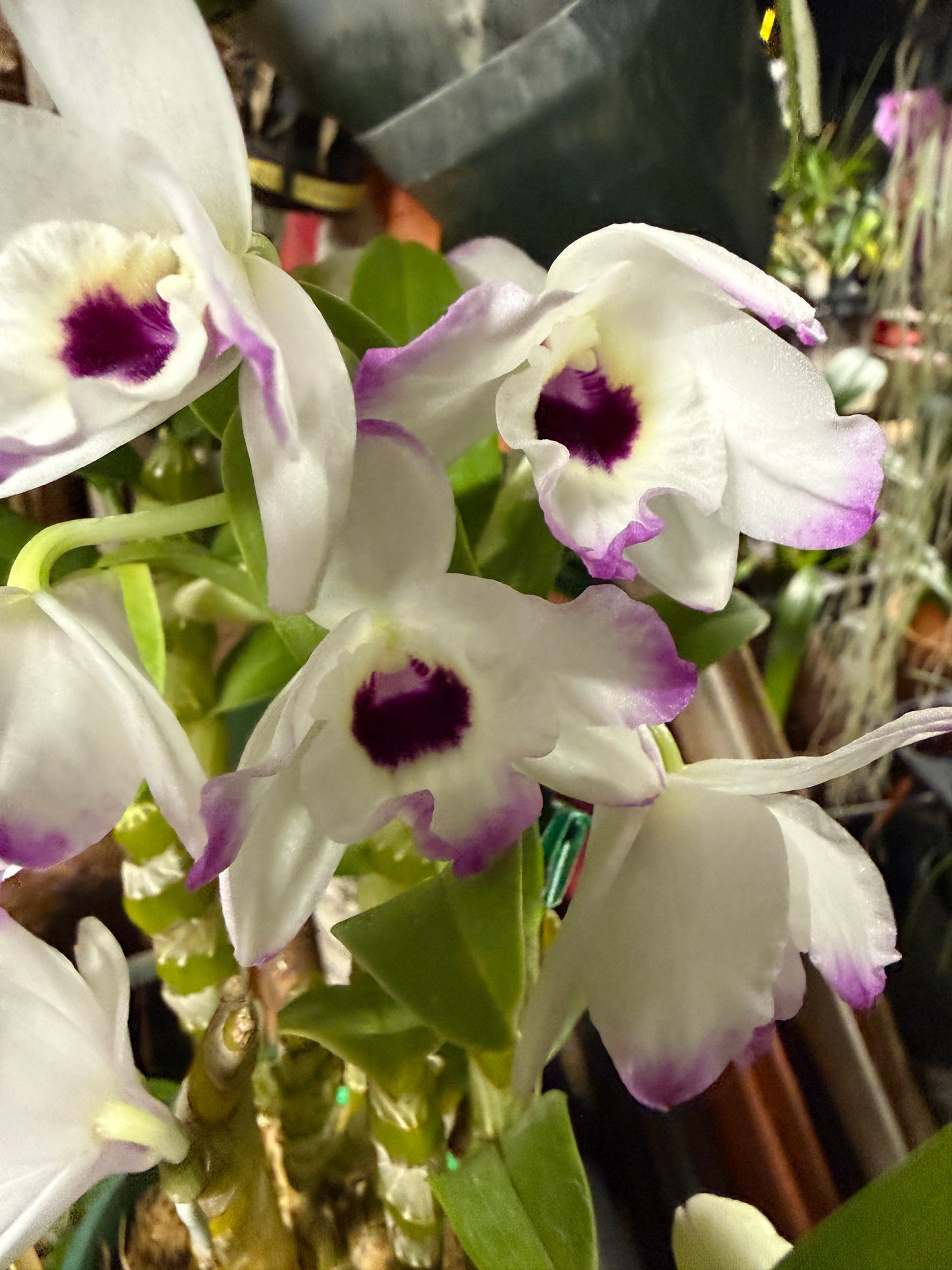 Dendrobium Nobile - Growers Choice White, Lavender, pink-fragrant