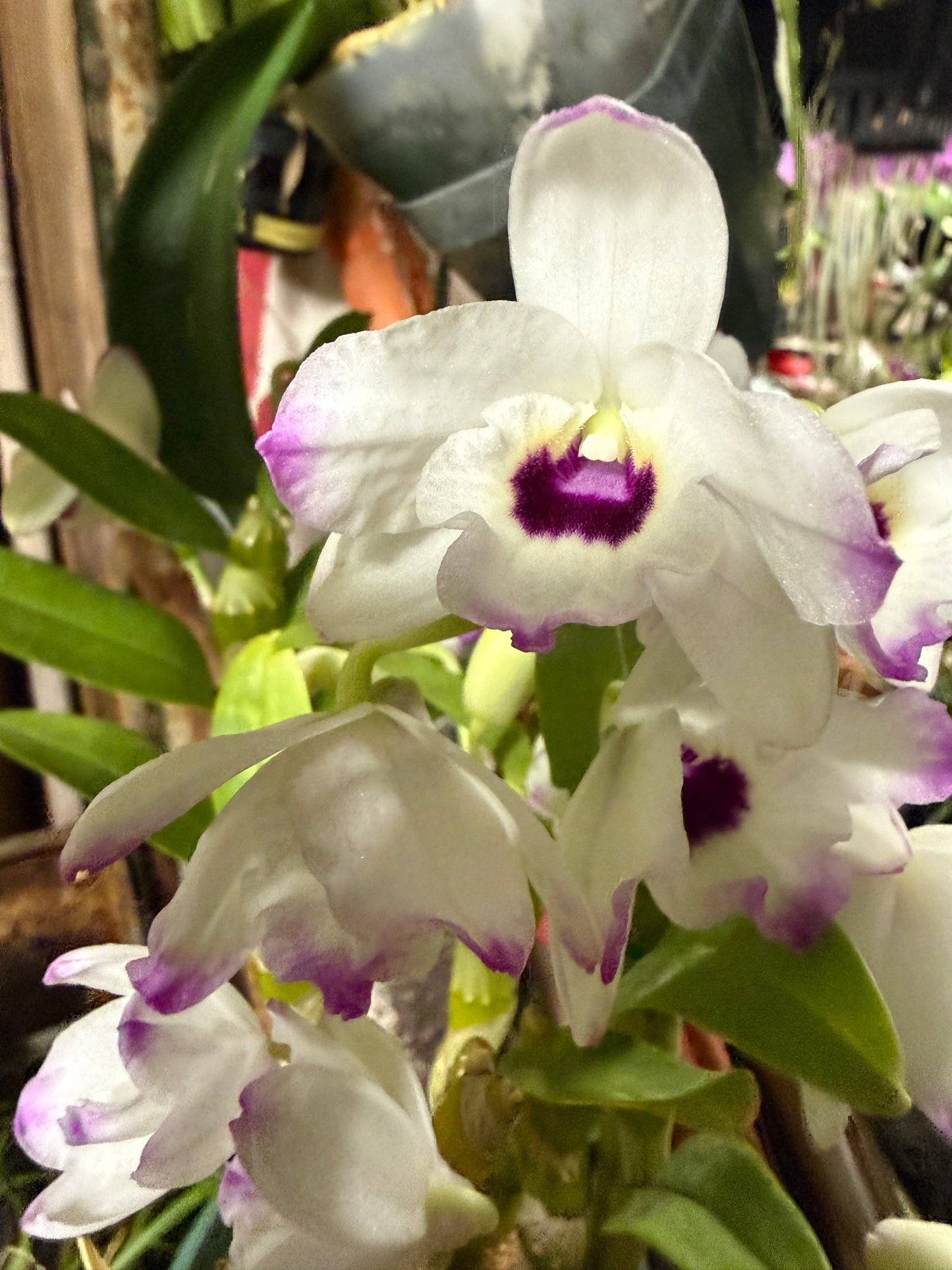 Dendrobium Nobile - Growers Choice White, Lavender, pink-fragrant