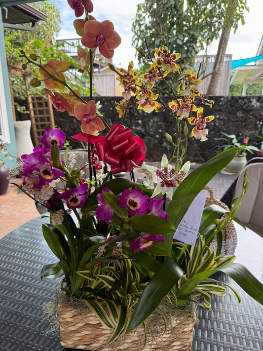 The "Mayor's Basket" 5 Orchid Gift Basket