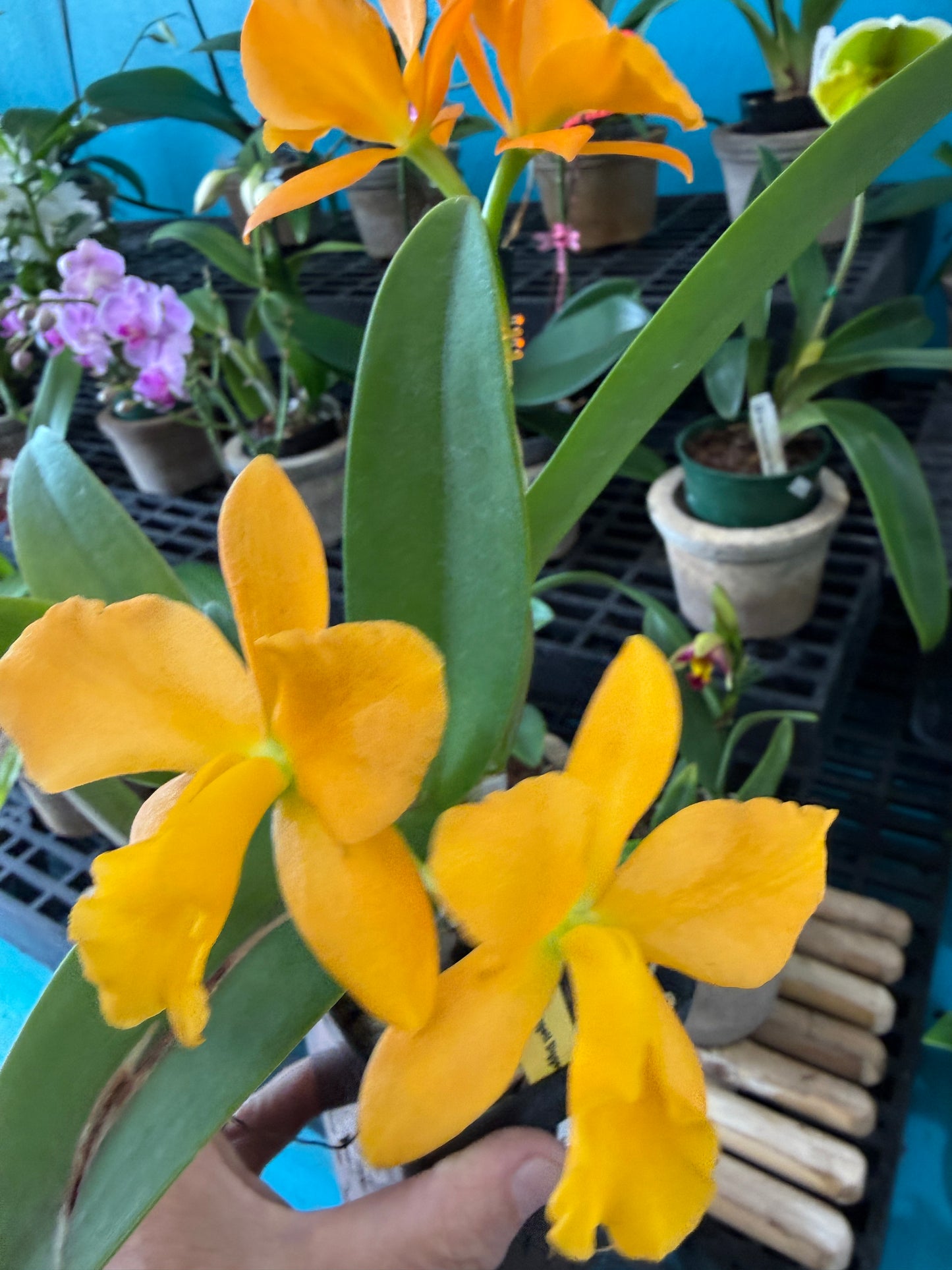 Blc. Nugett Digger Orange orchid
