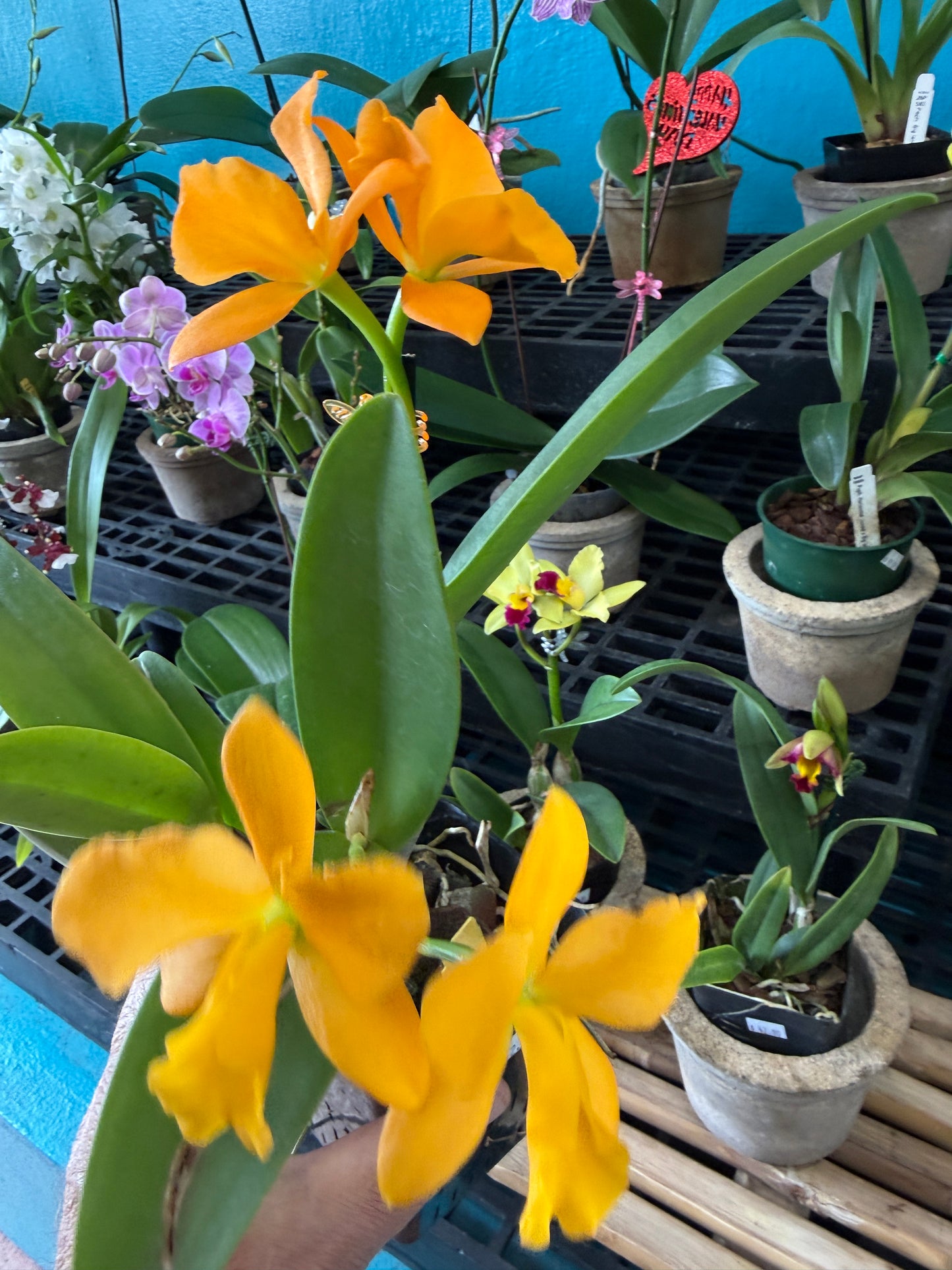 Blc. Nugett Digger Orange orchid