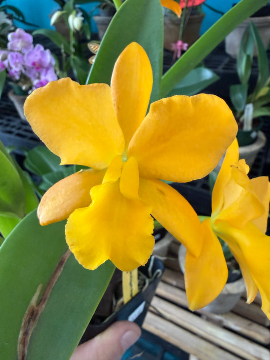 Blc. Nugett Digger Orange orchid